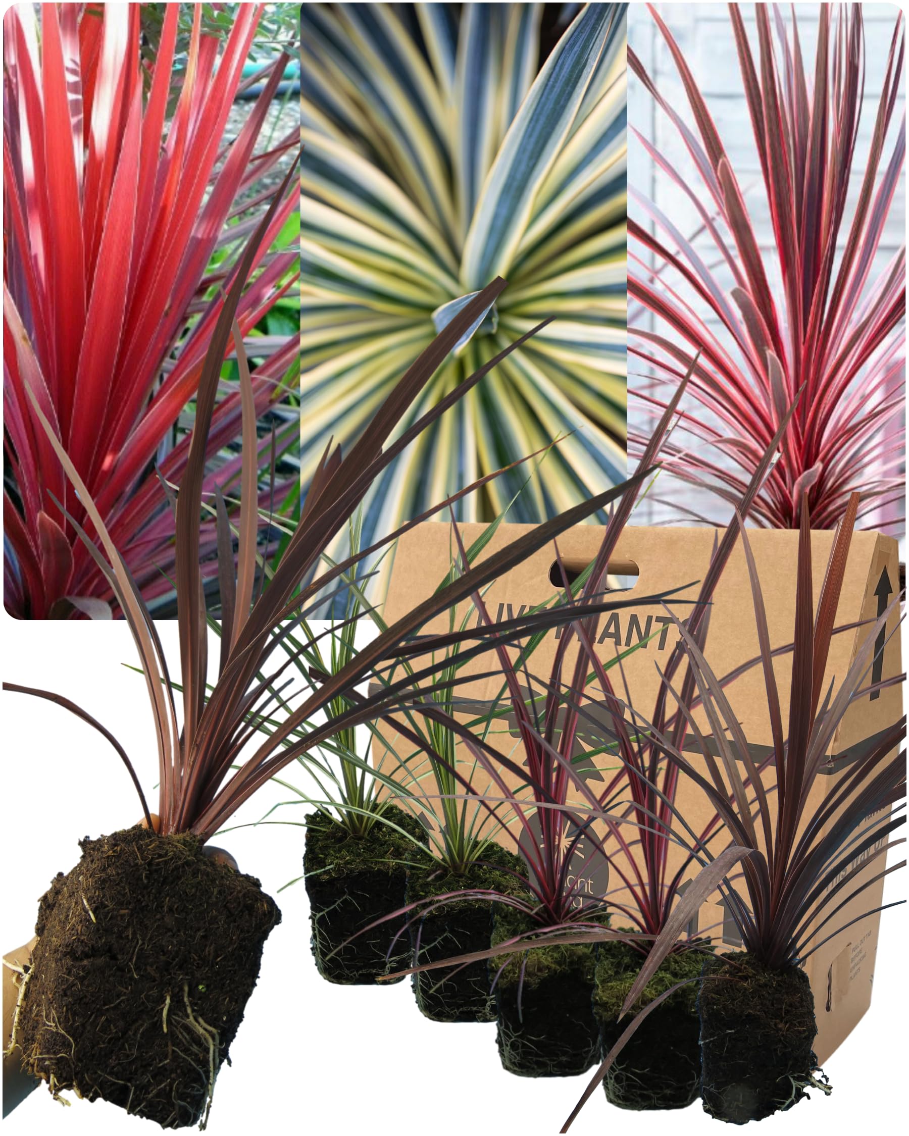 6 Mixed Live Cordyline Garden Plants - 2 Red Star, 2 Charlie Boy & 2 Torbay Dazzler. Grown in Large 13cm Pots, 30-40cm Tall. Ornamental Hardy Evergreen Garden Ready Outdoor Shrub or Indoor House plant — image 1
