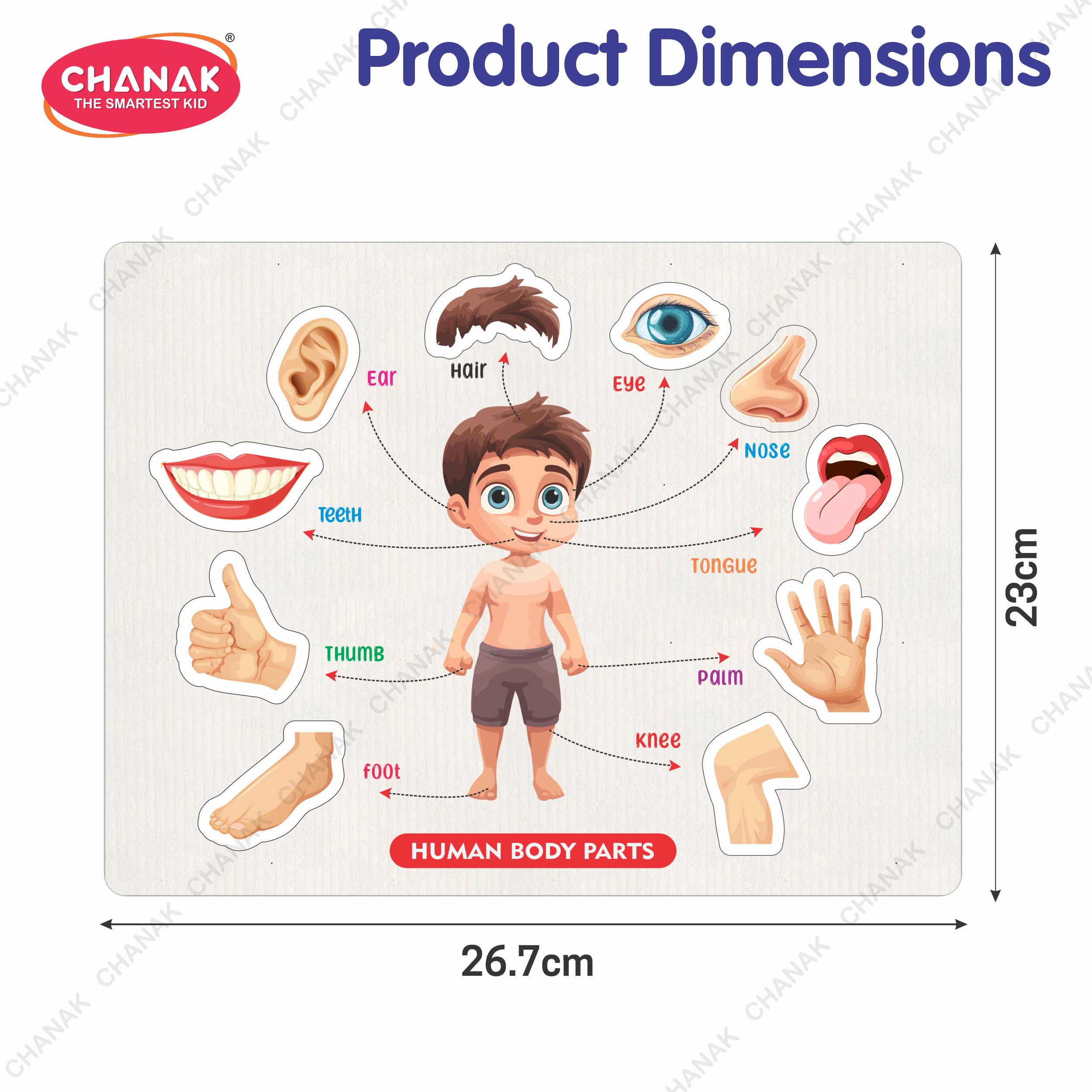 Chanak Wooden Human Body Parts Puzzle with Picture Educational 10 Piece Anatomy Board for Kids Montessori Learning Puzzle for Toddlers & Preschoolers, Nursery and Kindergarten Age Above 2+ Years - Image 3 thumbnail
