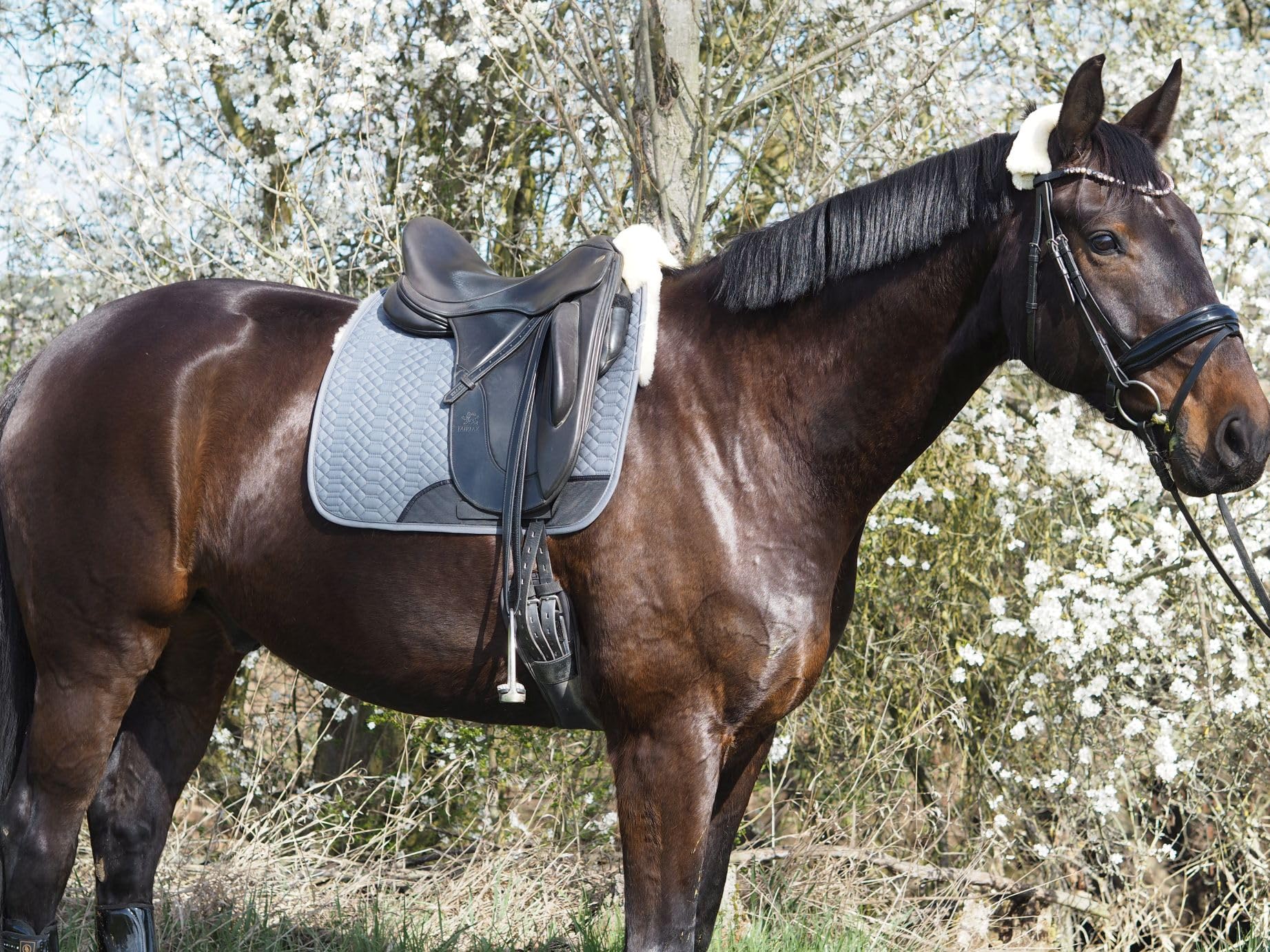 Engel Reitsport - Sudadero de silla de montar cuadrado de piel de oveja SCHABRA1, Gris/Natural, Dressage