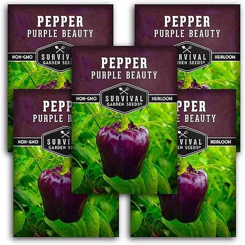 Miniatura 10 de Purple Beauty - Semilla de pimiento para plantar, 1 paquete con instrucciones para plantar y cultivar pimientos morados en tu huerto casero,