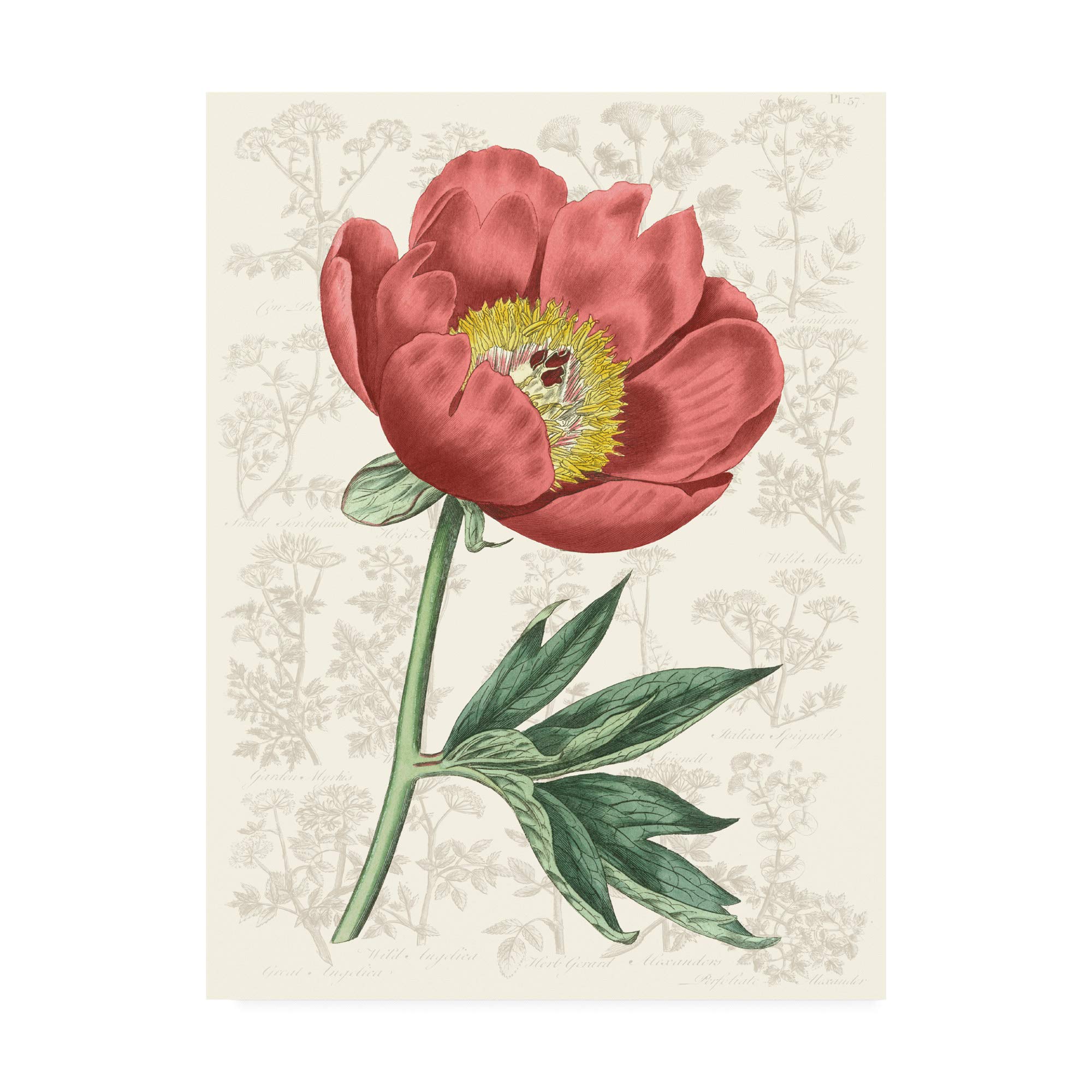 Trademark Fine Art Peony Flower Garden III by Vision Studio, 14x19
