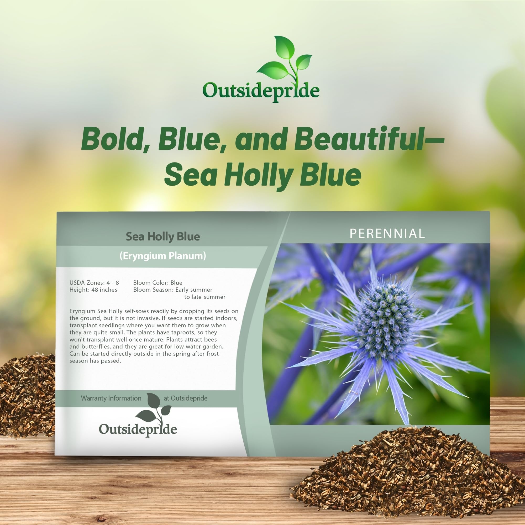eRiNGo　0710 Amazon.com : 25 Blue Glitter Sea Holly Seeds - Eryngium