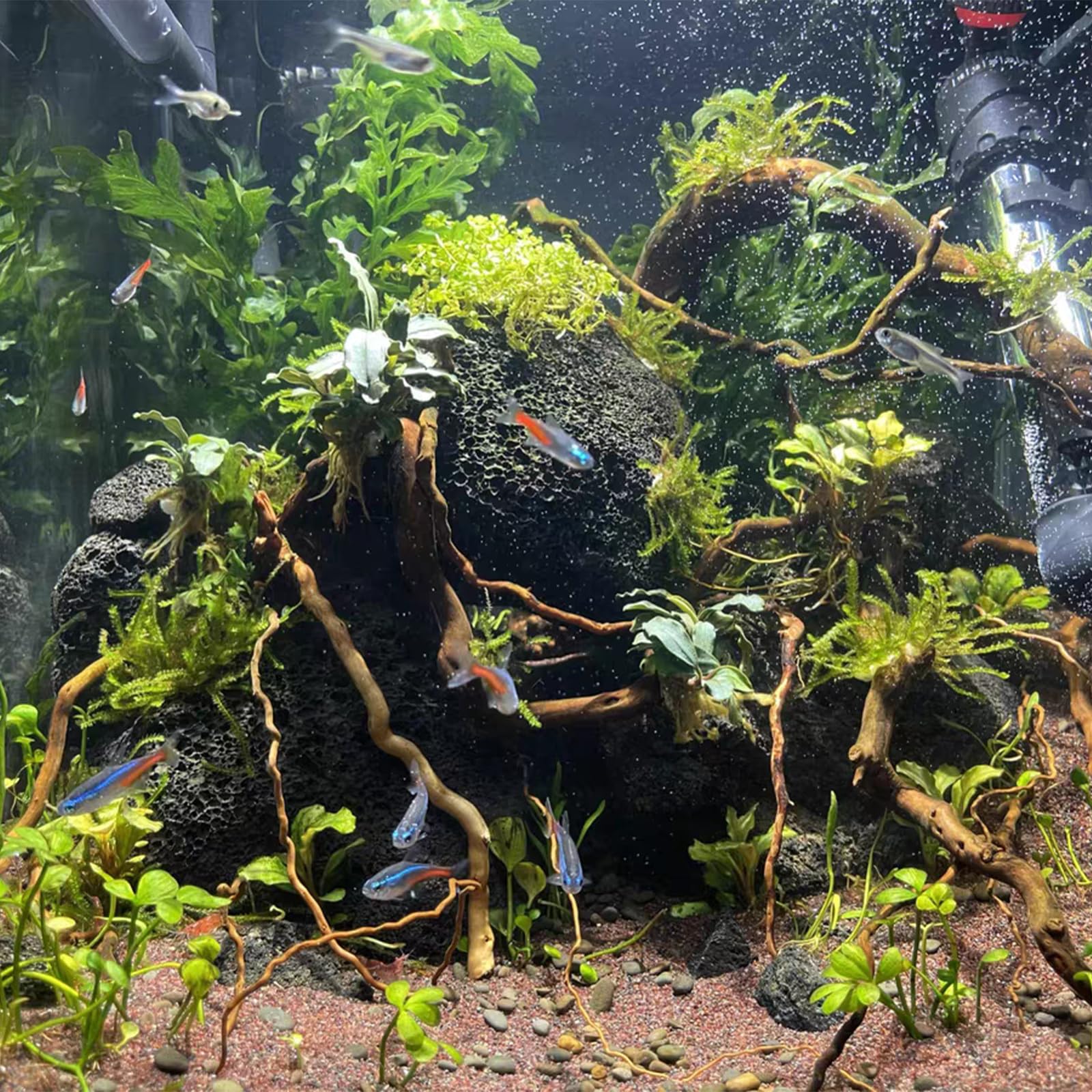 emours - Rami naturali per acquario, [170g] (40–80 cm / 16–32 pollici) - Rami unici di radice/ragno in legno per acquari, vasche con piante e terrari, decorazione per pesci e piante, ogni pezzo unico
