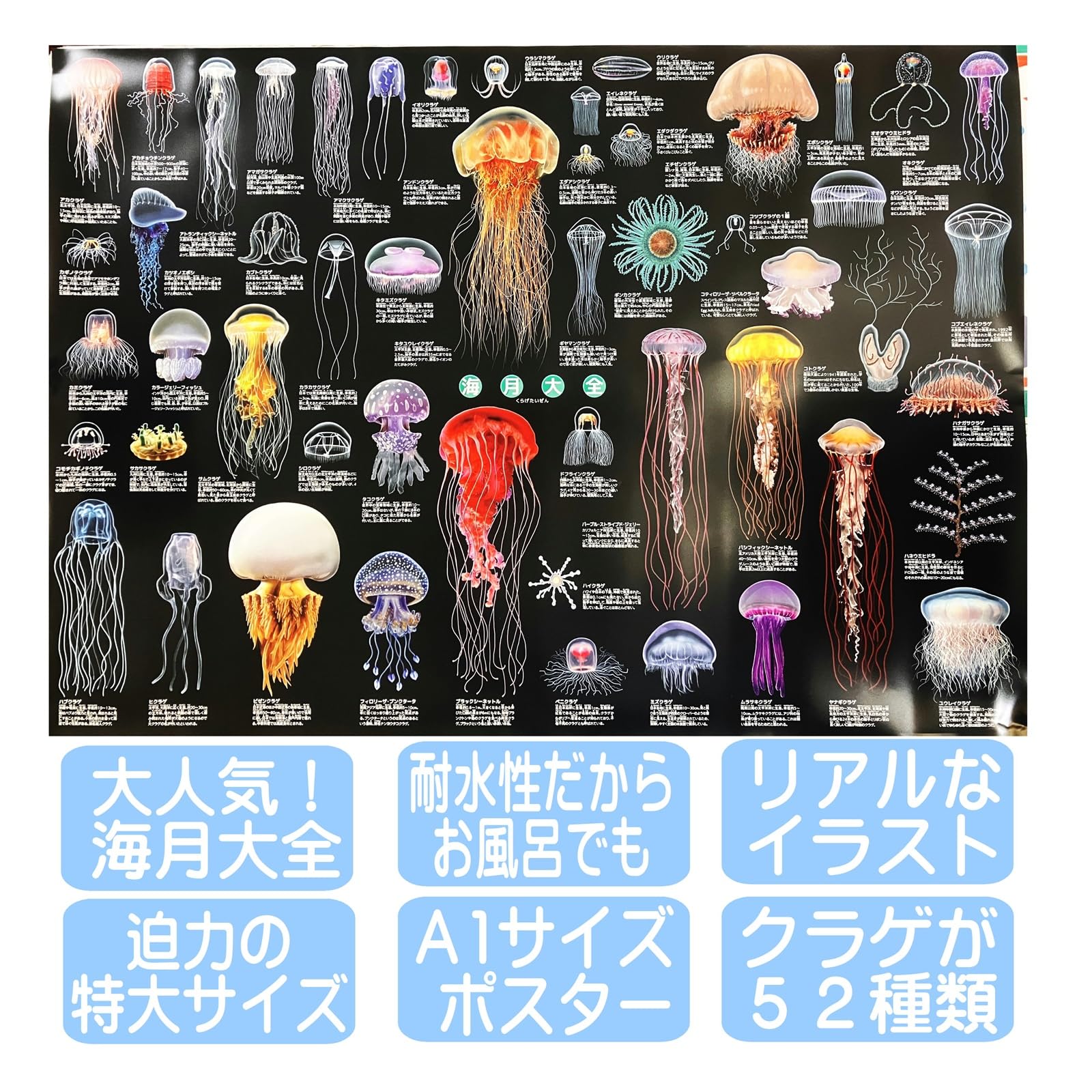 Amazon.co.jp: クラゲ ポスター 特大サイズ 海月大全 お風呂ポスター