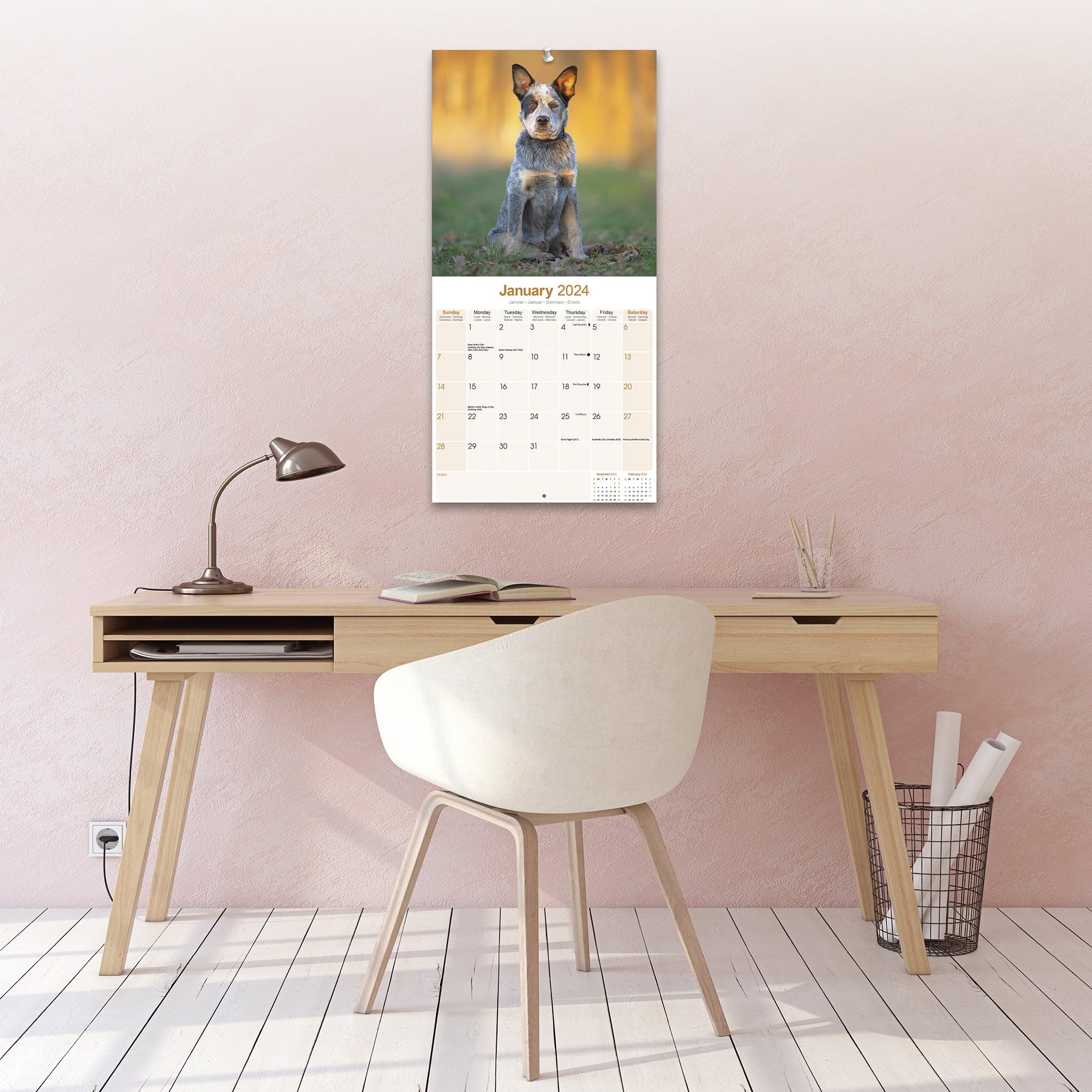 Australian Cattle Dog Calendar 2024 Square Dog Breed Wall Calendar - 16 Month - Image 4
