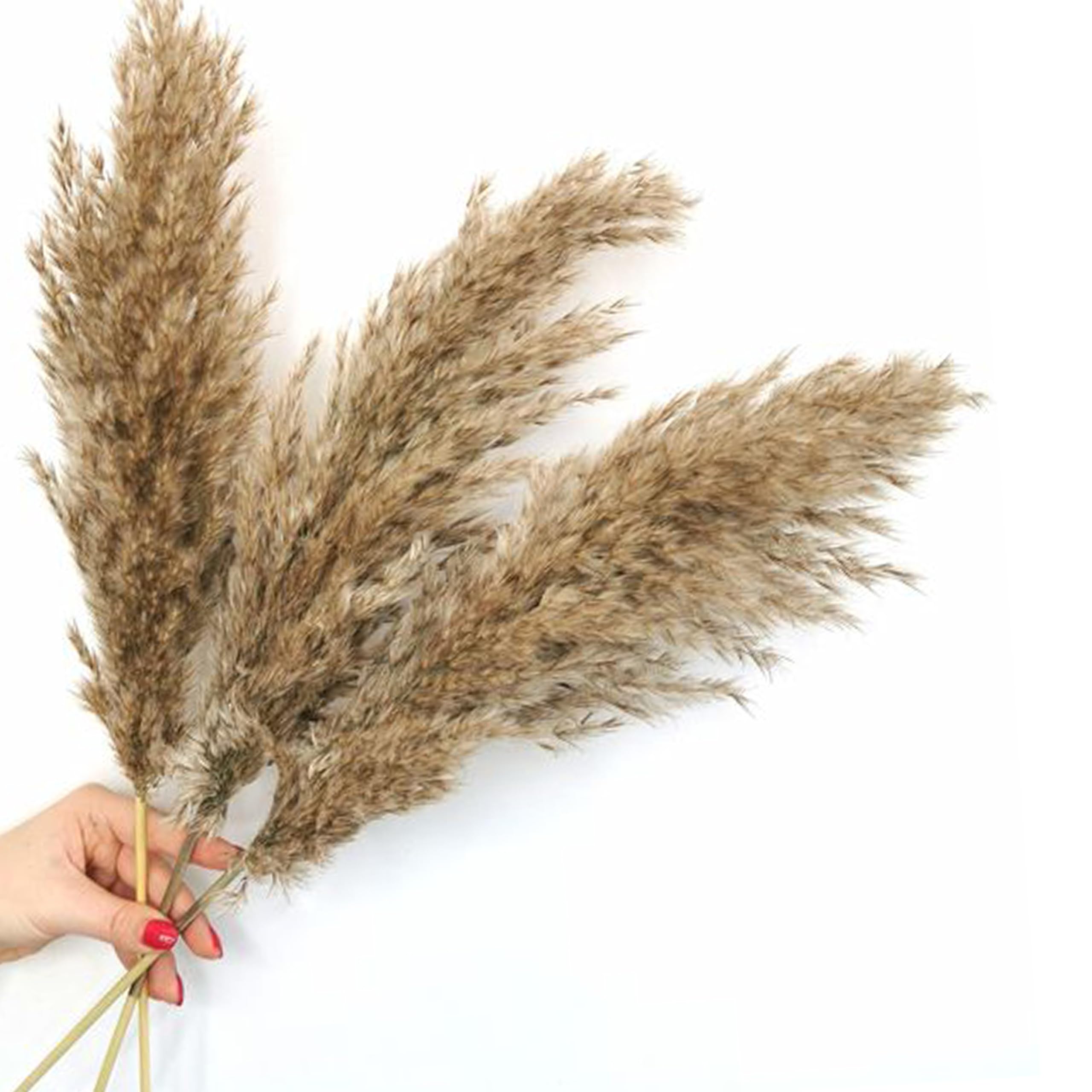 ARTISANS ALLEY Beautiful Dried Pampas Grass for Home Decor (Pack of 3, Brown)