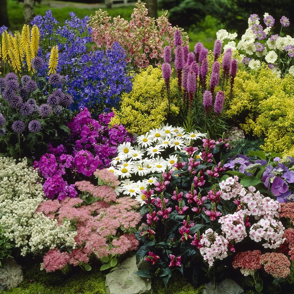YouGarden Pack of 9 Mixed Winter Hardy Perennial Plants in 9cm Pots, Garden Ready Autumn Bedding Plants in 9cm Pots Extremely Hardy