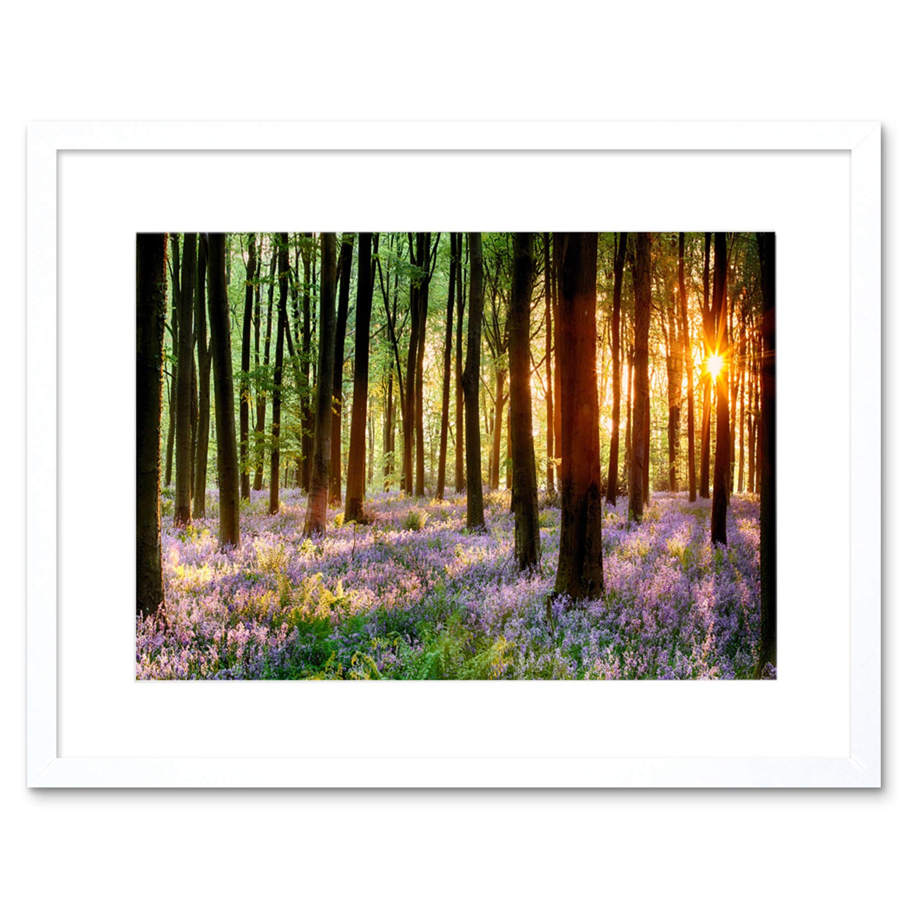 Wee Blue Coo Bluebell Wood Sunrise Tree Art Framed Wall Art Print