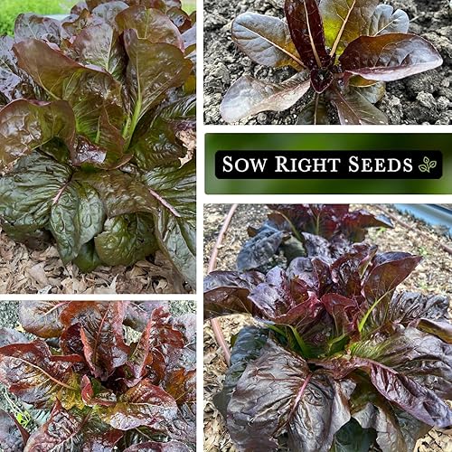 Miniatura 4 de Sow Right Seeds - Semillas de lechuga romana roja para plantar - Paquete de reliquia sin OMG con instrucciones para plantar un huerto casero - Al