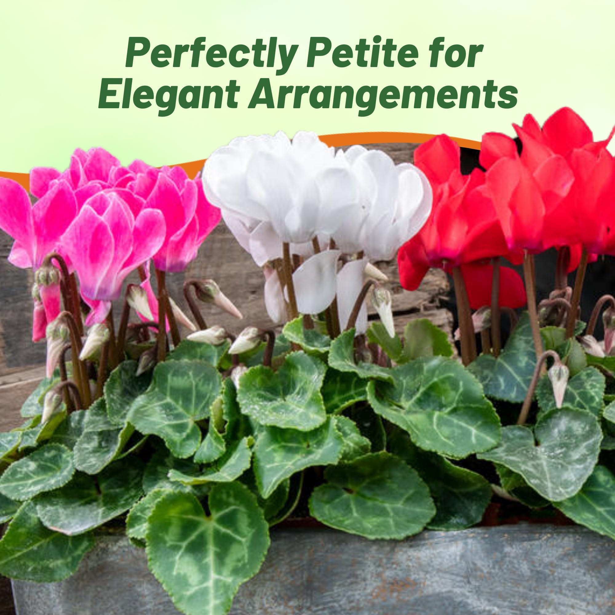 Amazon.com : Outsidepride Persicum Cyclamen Seeds - 50 Pcs Compact, Annual  Flowering House Plants with Attractive Blooms & Foliage, for Shaded Garden  Areas, Small Spaces, Containers, Indoors & Outdoors : Flowering Plants :