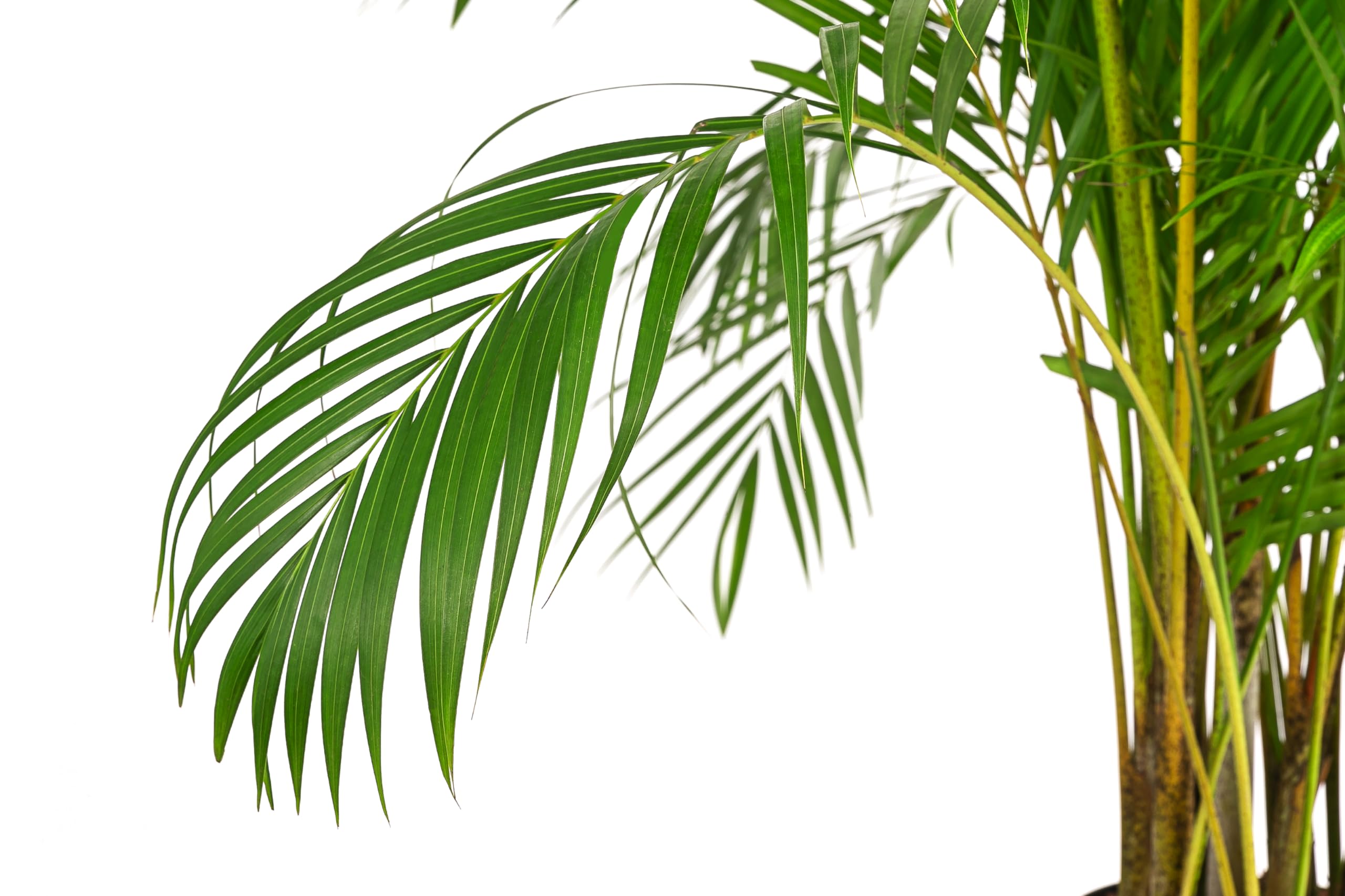 Dehner Goldfruchtpalme, in Hydrokultur, breit gefiederte Bltter, ca. 170  cm,  Topf 25 cm, Zimmerpflanze : Amazon.de: Garten