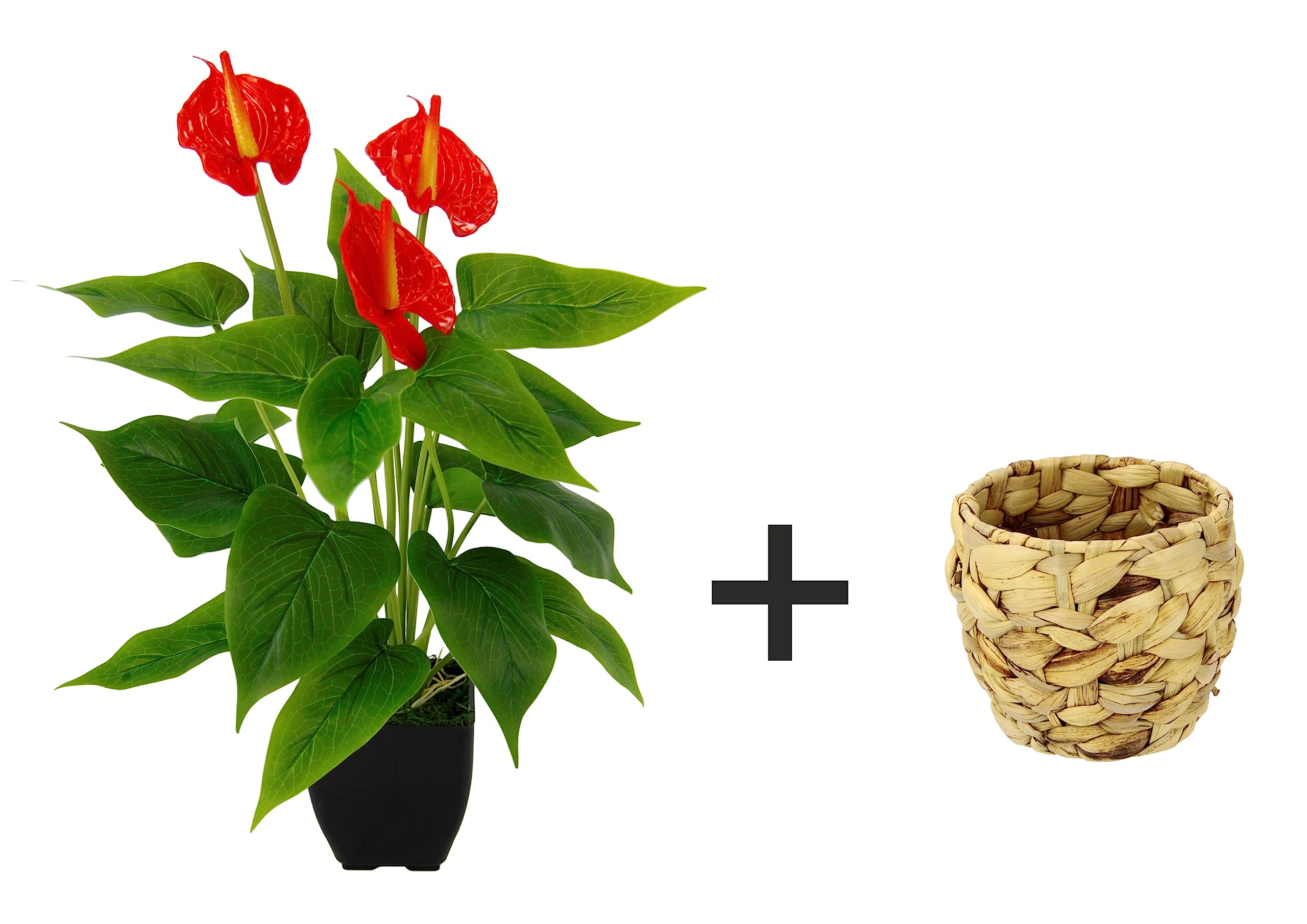 Amazon.de: Knstliche Anthurienpflanze im Korb Anthurium Anthurie exotische  Flamingoblume Flamingopflanze Flamingo Pflanze Blume rote Blten  Kunstpflanze Dekopflanze Kunstblume Deko Zimmerpflanze Lilie Herzblatt
