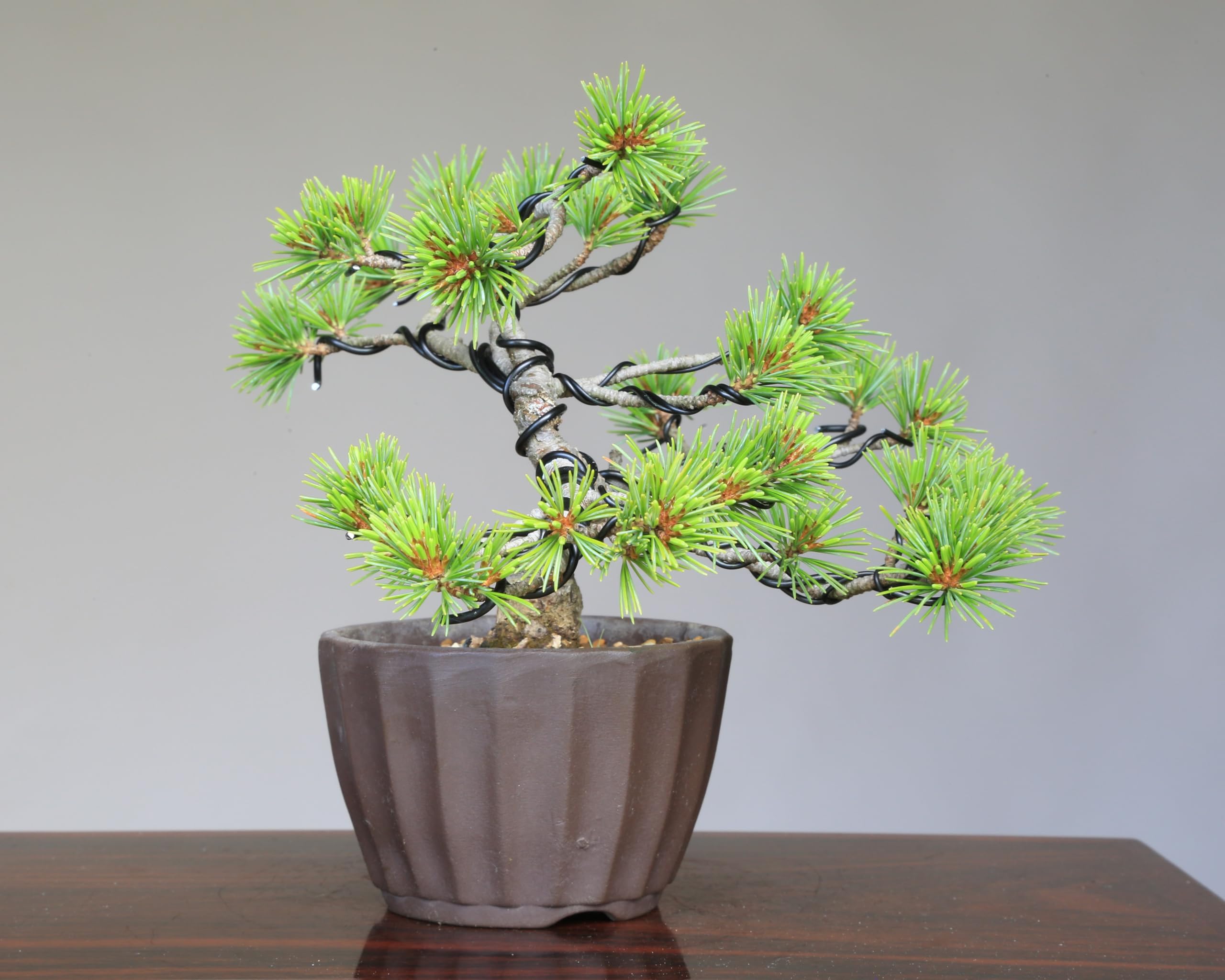 吾妻性 吾妻五葉松 盆栽 素材 盆栽 吾妻五葉松『大巓性』小品盆栽 根上り樹形 【泰寿園 Online