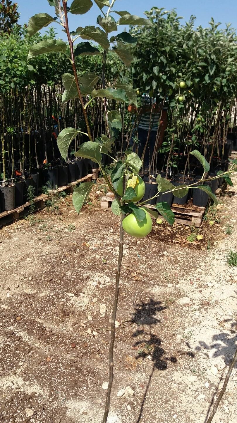PIANTA DA FRUTTO MELO IMPERATORE in vaso 20 età 2/3 anni (foto reali)