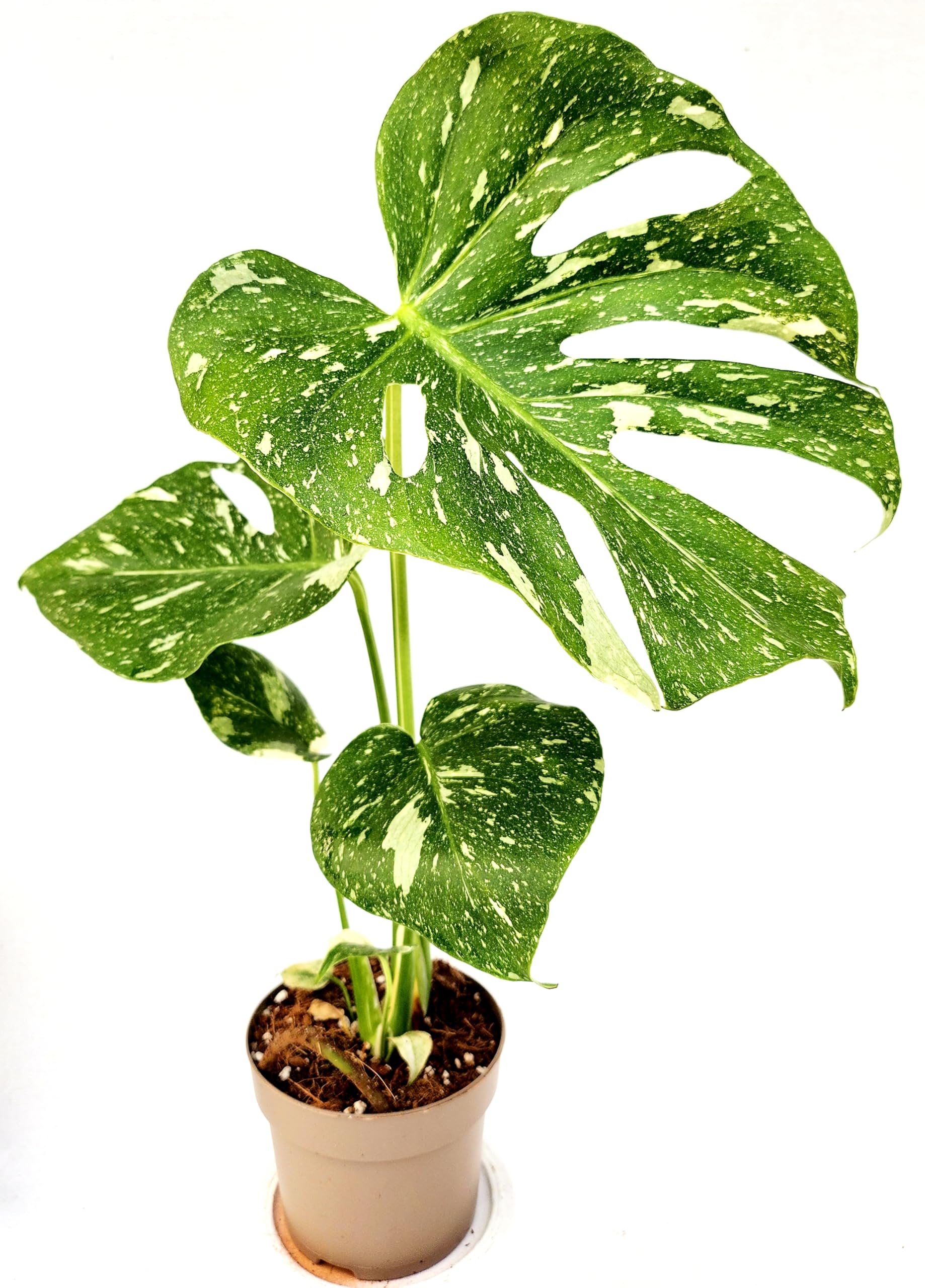 POWERS TO FLOWERS - PHYLODENDRON PERTUSUM, MONSTERA DELICIOSA VARIEGATA, THAI COSTELLATION, IN VASO 12CM DIAMETRO, pianta vera