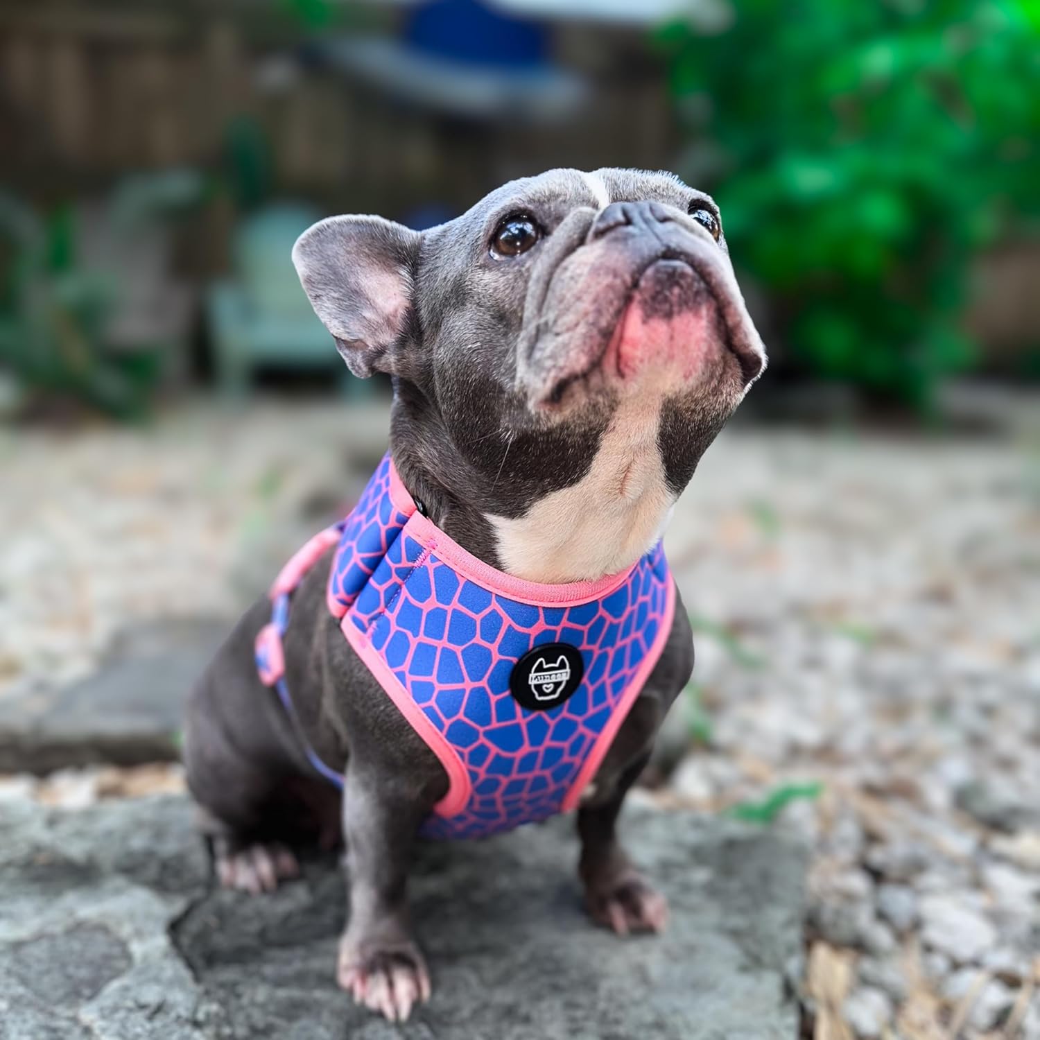 Dog Harness, Neon Green with Hot Pink Leopard Print, Large, Adjustable Vest-Style with D-Ring, Polyester Mesh, for Walking and Training (Medium, Giraffe)