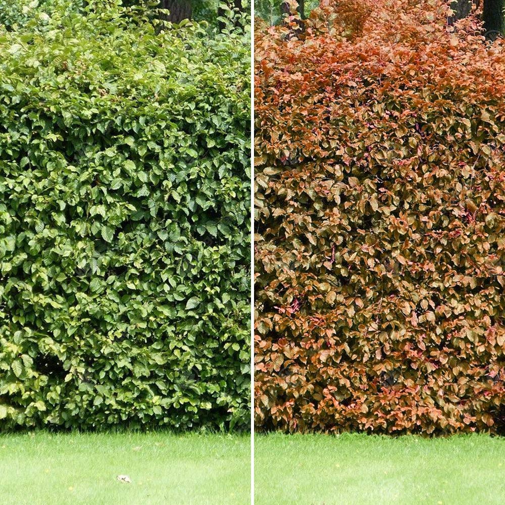 Fagus sylvatica 'Common Beech' Bare Root Hedge - Green Hedging, Tree, Plants | (2-3ft (60-90cm), 5 Plants (1m Hedge))