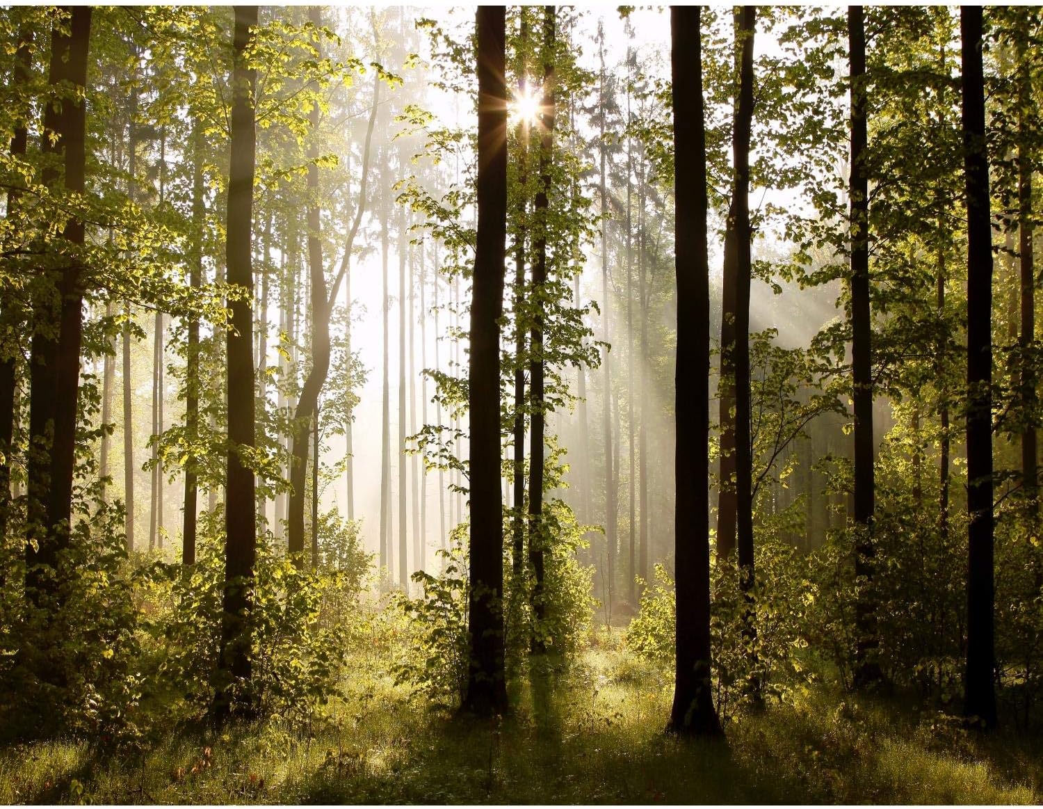 я люблю лес за завораживающую тишину