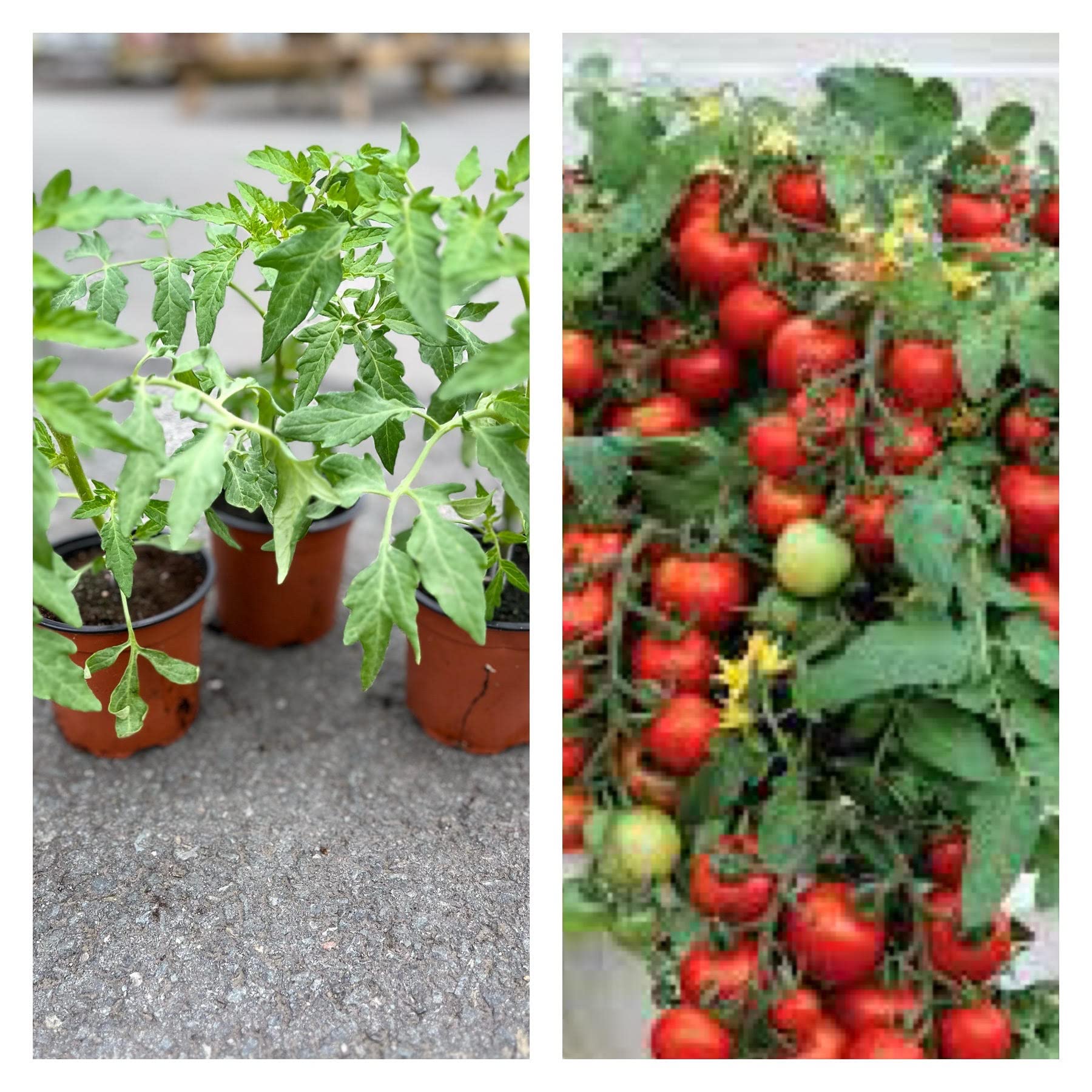 Totem Tomato Pack of 3