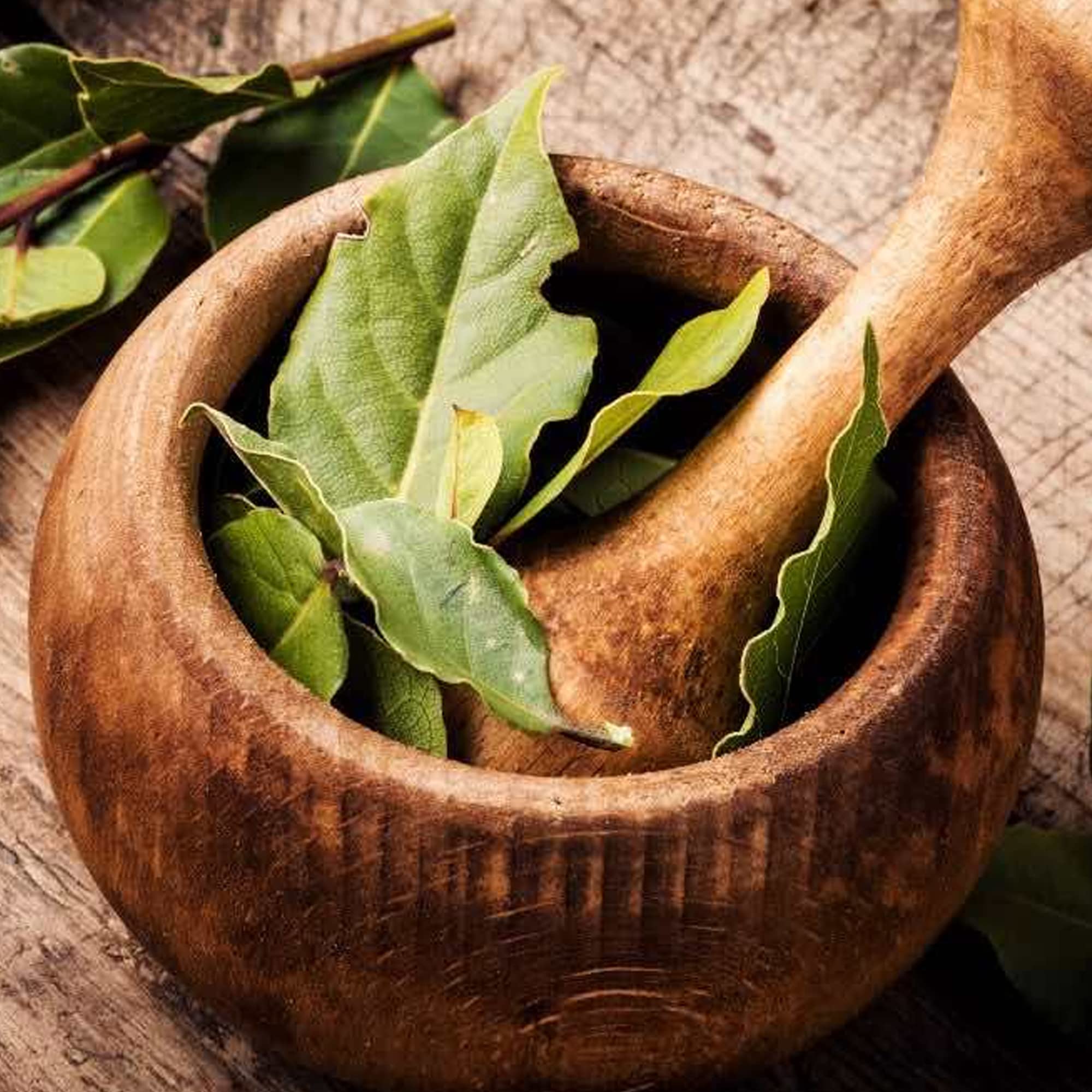 Laurier Vrai En Pot 14cm - Plante Aromatique Persistante | Idéal Cuisine Et Jardin
