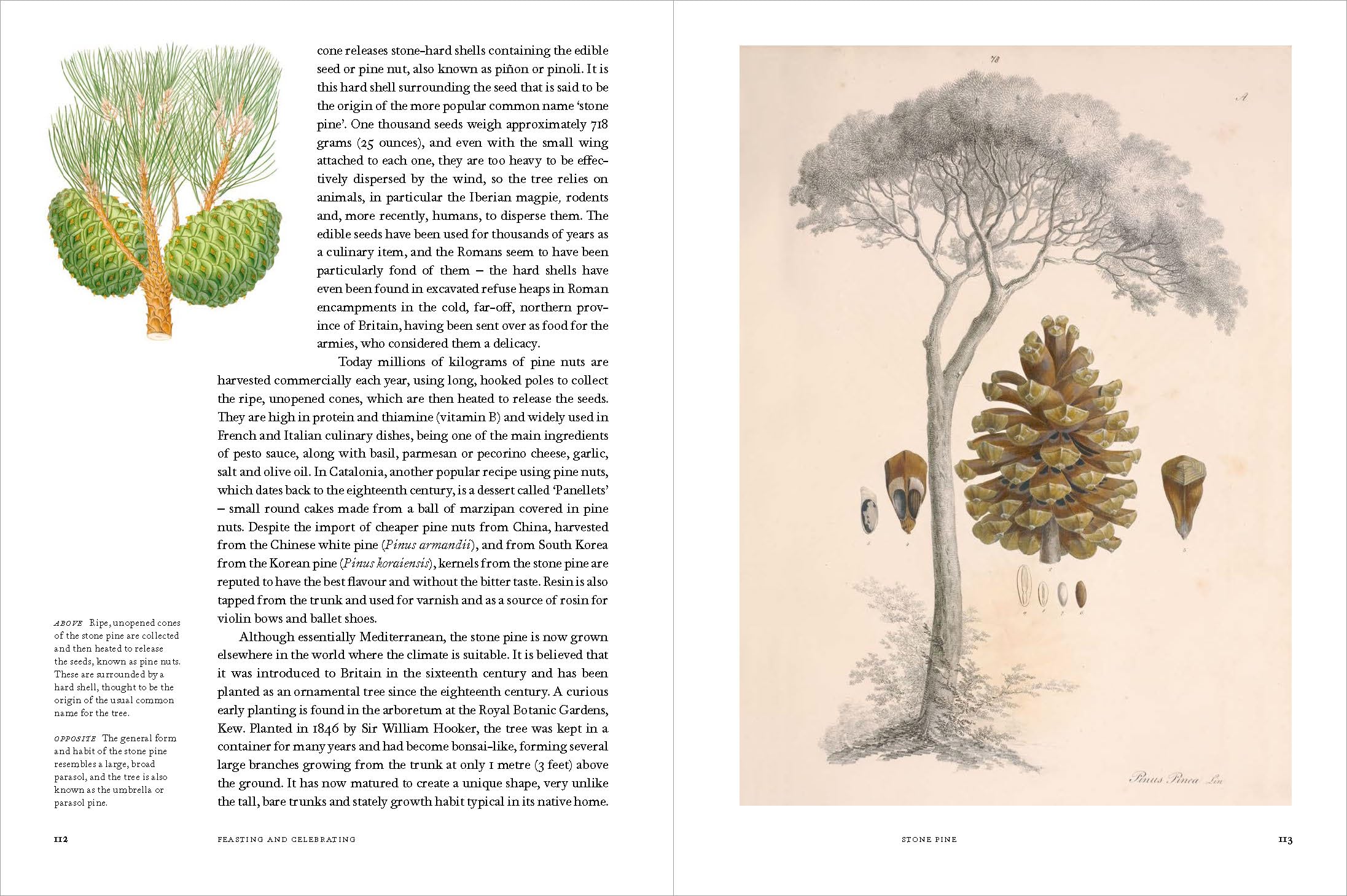 Remarkable Trees
