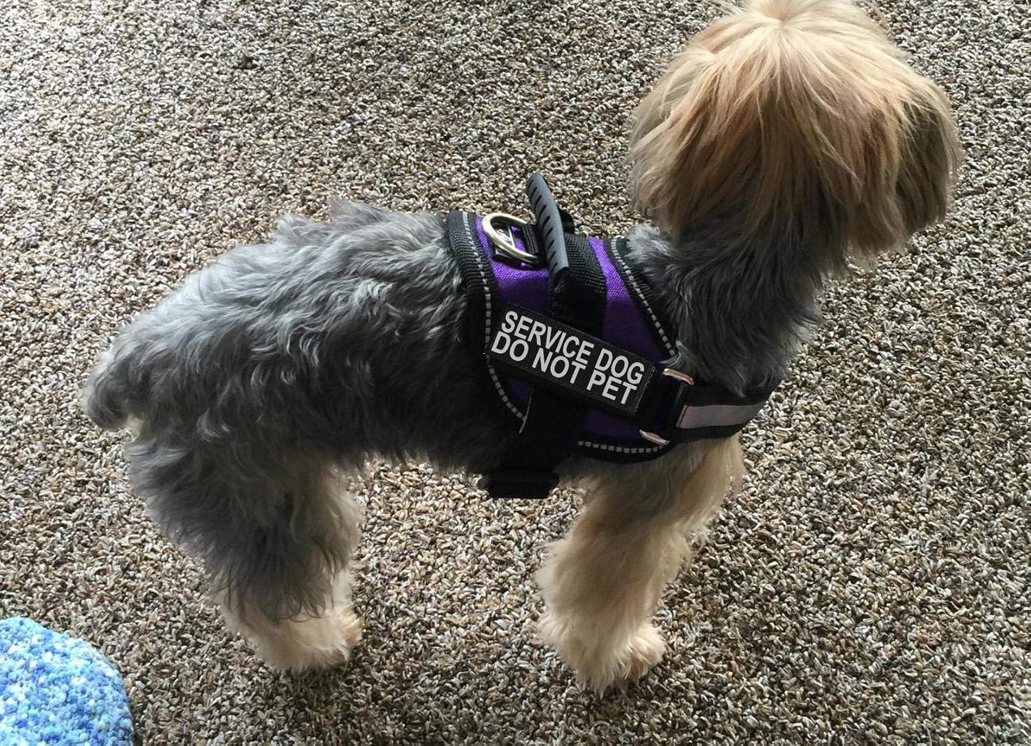 Doggie Stylz Service Dog Harness Vest Comes with 2 Reflective Service Dog DO NOT PET Removable Patches. Please Measure Dog Before Ordering (Girth 12-16", Purple)