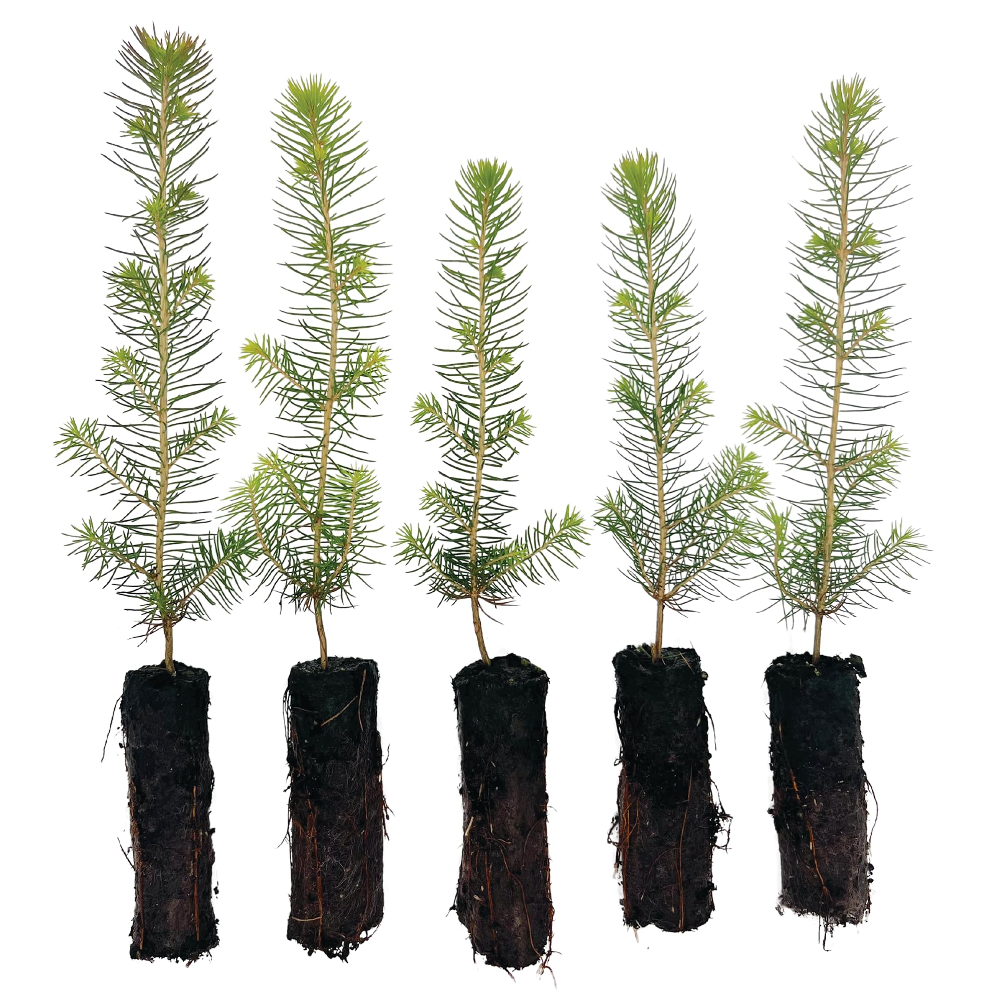 Norway Spruce