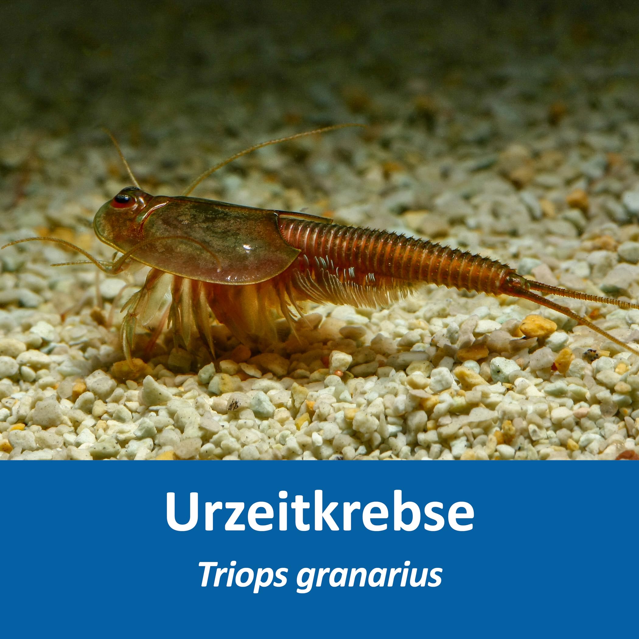 Triops Granarius Komplettset: 6 l Aquarium, ca. 200 Urzeitkrebse Eier, Filterset, Zubehör, Futter und Anleitung