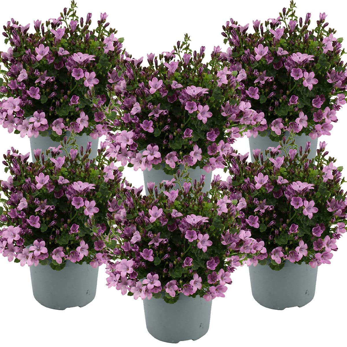 Bloomique - Set de 6 - Campanula ‘Ambella Pink’ - Campánula - Cubresuelos - Plantas de jardín - Resistente al frío - Apta para mascotas - Altura 10-20 cm - Maceta 10,5 cm