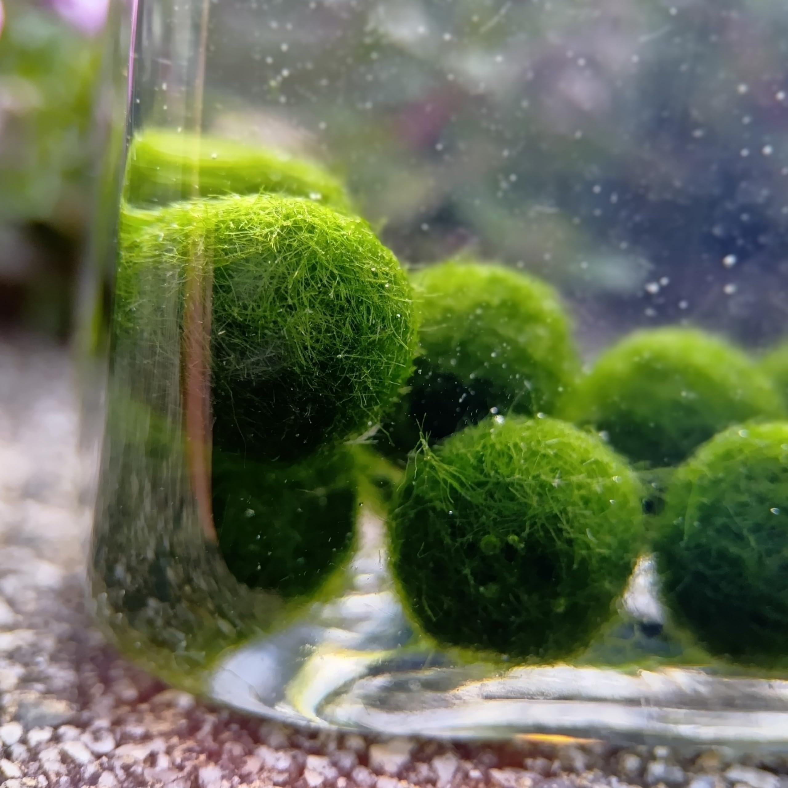 Amazon.co.jp: まりも 1cm 6個 まりも栄養剤付き 育成セット : DIY