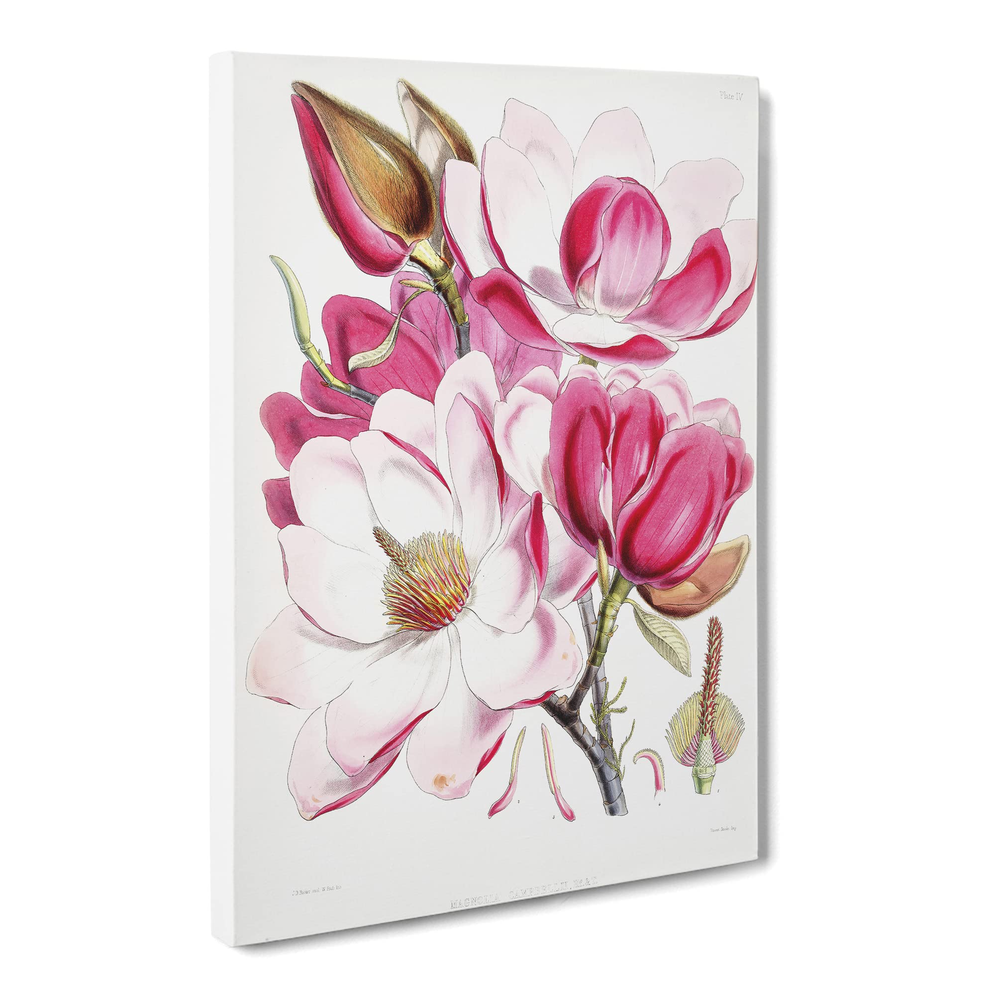 Himalyan Magnolia Flowers By W. H. Fitch Canvas Print, Mixed, 25L x 50W cm