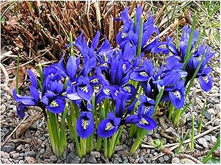 GARTHWAITE NURSERIES® : - UK Stockist. 25 Miniature Iris Reticulata Bulbs. Dwarf Blue Ideal for Rockeries, Pots & Borders. Hardy Garden Perennial