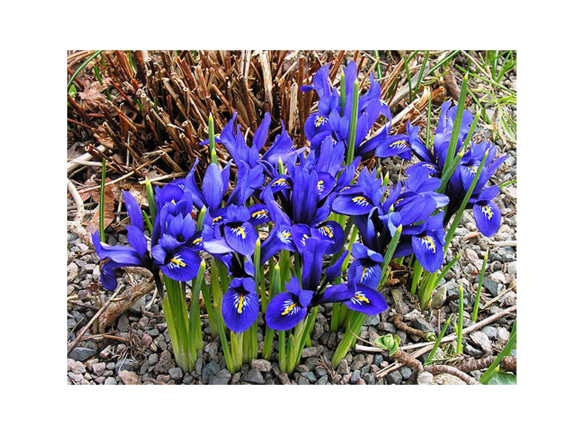 UK Stockist. 25 Miniature Iris Reticulata Bulbs. Dwarf Blue Ideal for Rockeries, Pots & Borders. Hardy Garden Perennial