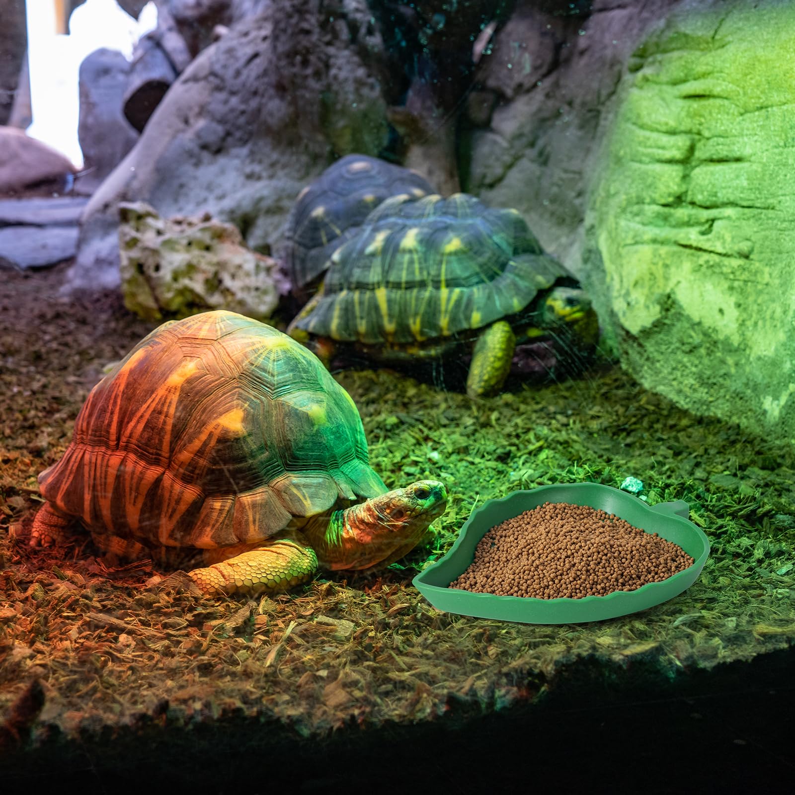 Abreuvoir Tortue Plat Forme de Mangue et Forme de Feuille Bols de Nourriture en Plastiques pour Reptiles lézards escargots Facile à nettoye, 4 Tailles différentes