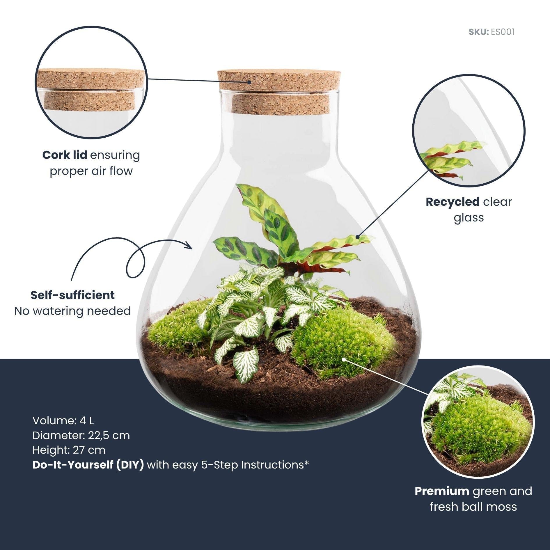 Terrario de plantas Sammie en tarro de cristal con tapa de corcho, mini selva en tarro de cristal, diámetro de 22,5 x 27 cm, incluye calathea y musgo, ecosistema autosuficiente con instrucciones