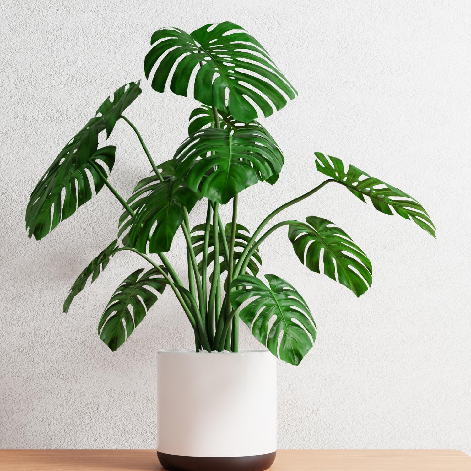 Amazon.com: Monstera Deliciosa - Planta viva, planta Monstera, planta de  interior Monstera Deliciosa, planta Monstera viva, planta grande de  filodendro vivo de 4 a 6 pulgadas de alto desnudo, planta viva :