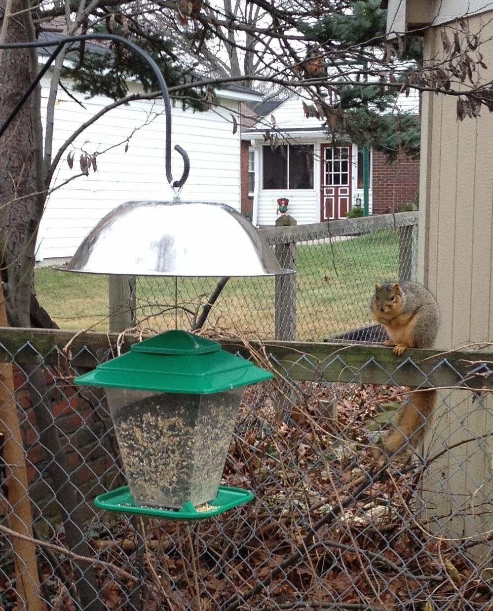 Stainless Steel 15" Squirrel Baffle (No Plastic, All Metal)