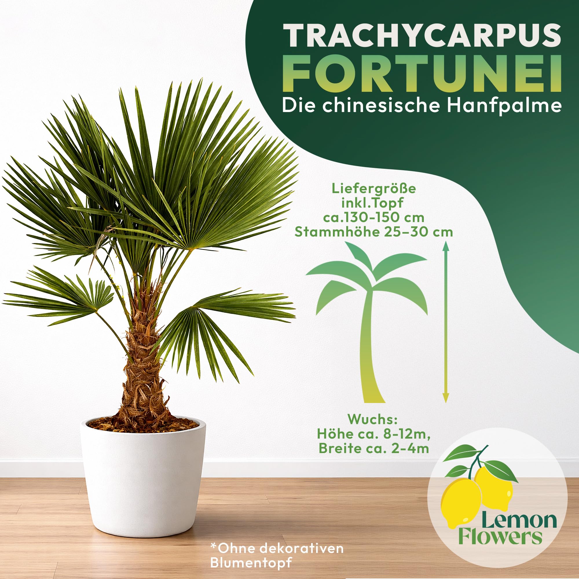 Palme Winterhart Für Außen Trachycarpus Fortunei 140cm - Palmen Winterhart Draußen - Palmen für draußen - Palme echt Ideale Balkonpflanzen - Hanfpalme