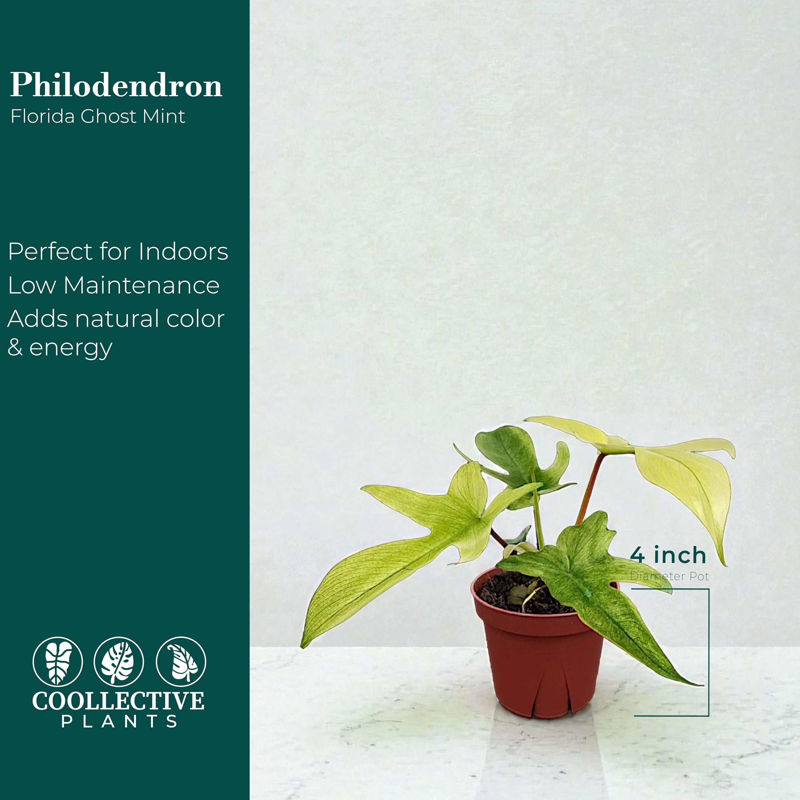 Amazon.com: CoollectivePlants Philodendron Florida Ghost Mint  Live Indoor  Plant in 4 Grower Pot, Easy Care Tropical Houseplant, Upright Climbing  Philodendron for Home or Office : Grocery & Gourmet Food