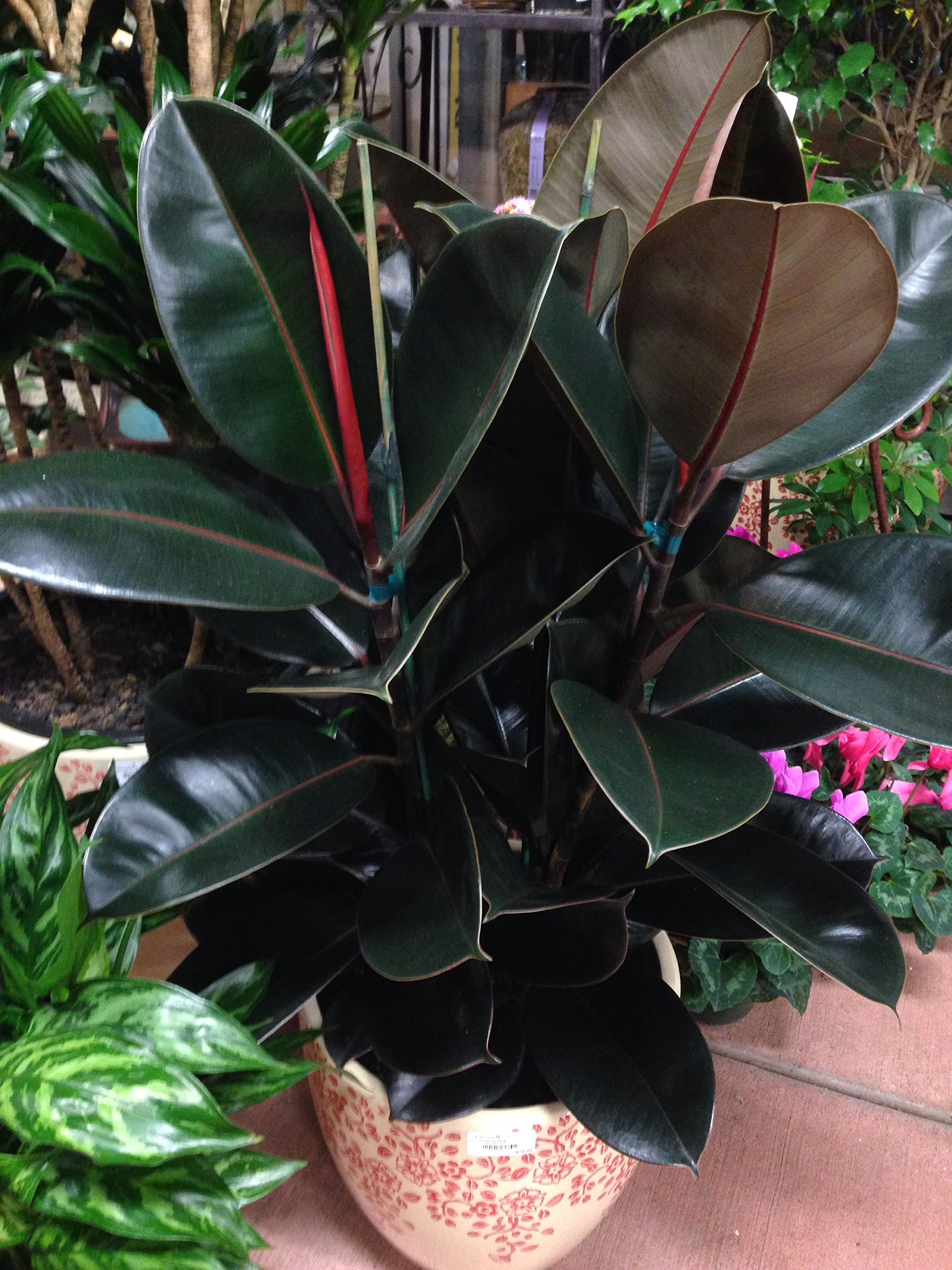 TENDER LEAVES Rubber Black Live Plant for Indoors & Outdoors | Living Room Decor, Table Corner Plant, Balcony & Office Use, Home Decoration, Indoor & Outdoor-image-30