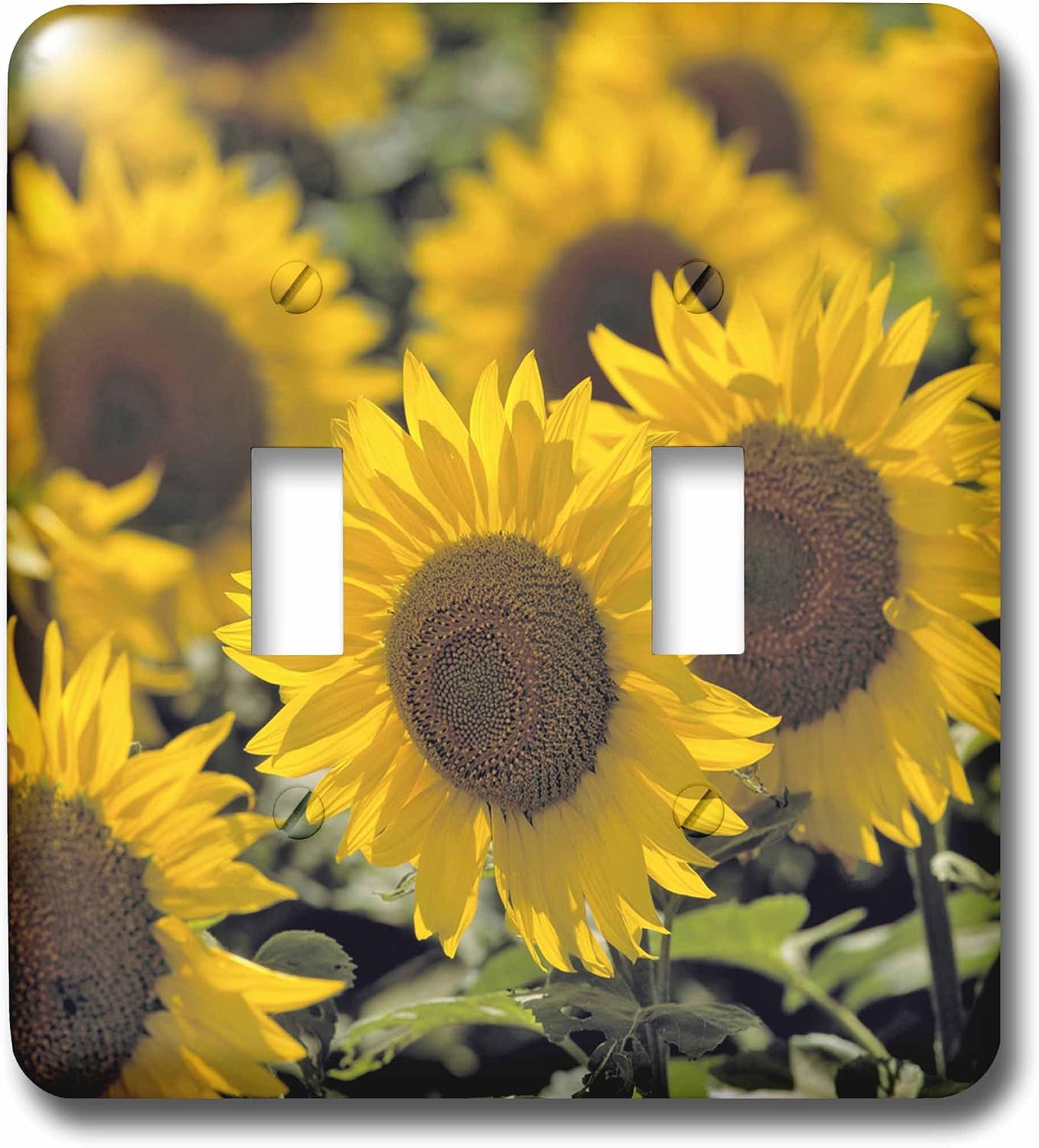 3dRose lsp_93335_2 North Dakota, Sunflowers in Cass County Us35 Rer0008 Ric Ergenbright Light Switch Cover