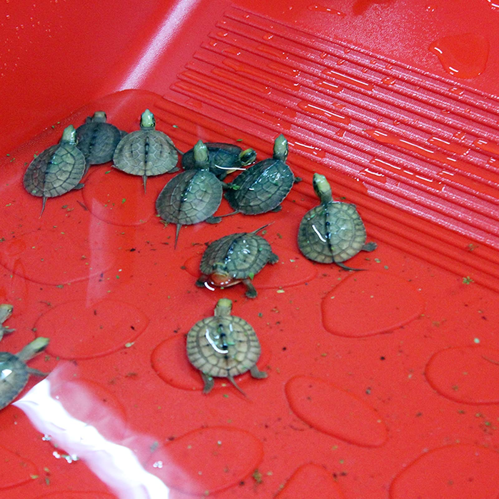 Tanque de Tortuga Gran Lujo ecológico Tortuga Tanque Tortuga Caja Tortuga cría Tortuga Amigo Tanque ecológico para Interior Exterior