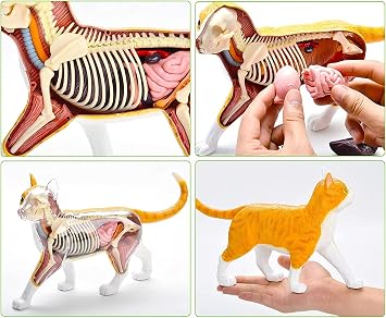 Medical Models, Anatomy Model Cat Anatomical Model,4D Vision Tabby Orange Cat Skeleton Anatomical Model,Medical Teaching Model Cat Anatomy Model,for Teaching