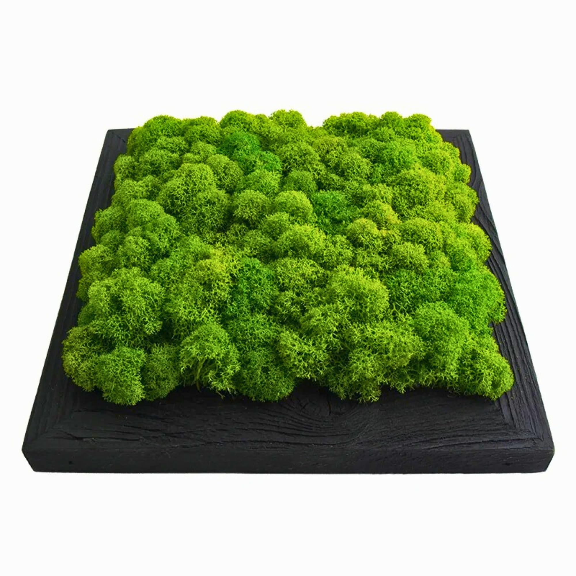 Islandmoosbild Moosbild Rentiermoos Wandbild Wanddeko Mooswand Holzrahmen 25x25