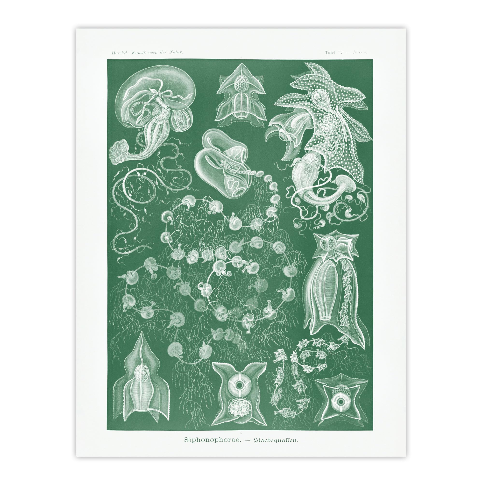 Artery8 Siphonophorae Vintage Marine Unframed Wall Art Print Poster 12X16 Artwork By Haeckel : Detailed Jellyfish Artwork Perfect For Study Or Hallway Adding Marine Elegance And Gentle Rhythm