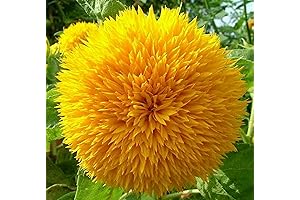 Teddy Bear Sunflower Seeds: Watch Them Bloom In Your Garden!