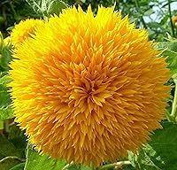 Vista 1 de Dwarf Sunflower Seeds for Planting - Grow Teddy Bear Sun Flowers in Your Garden - 25 Non GMO Heirloom Seeds - Full Planting Instructions for Easy