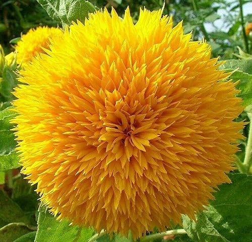 Semillas de girasol enano para plantar Cultiva flores de sol de oso de peluche en tu jardín 25 semillas de reliquia sin OMG Instrucciones