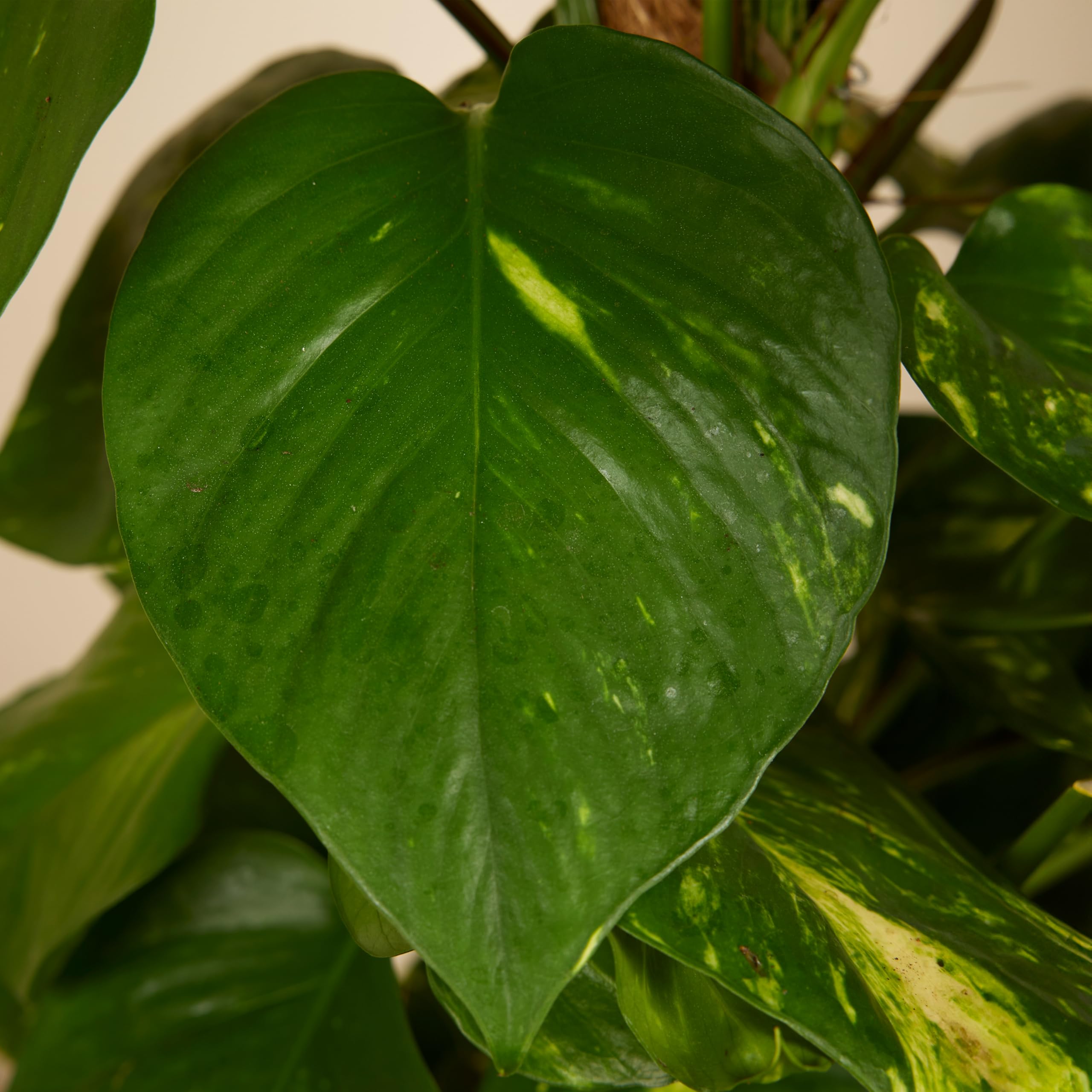 Bloomique - 2er-Set - Epipremnum Aureum - Efeutute - Drachenefeu - Kletterpflanzen - Zimmerpflanzen - Luftreinigend - Höhe 70-90 cm - Topf 19 cm