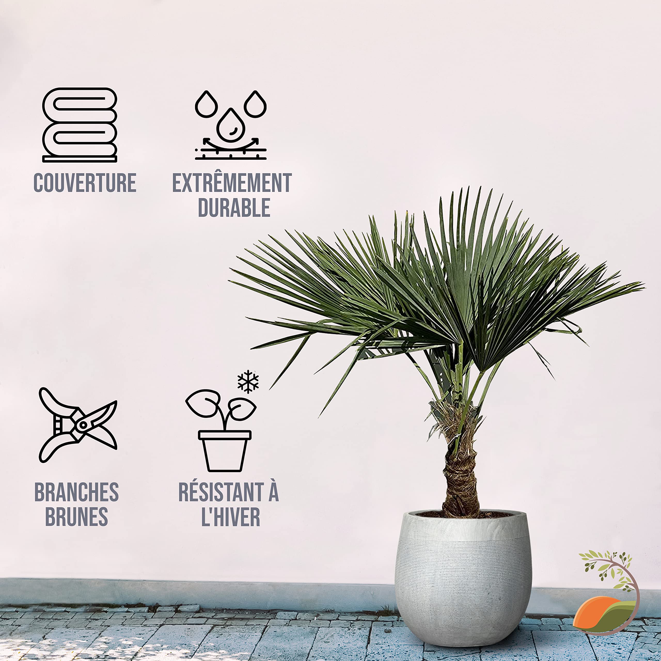 Tropictrees Trachycarpus Fortunei palmier à chanvre avec une hauteur de tronc de 30-40 cm | Hauteur 140cm | feuilles vertes | Paume pour l'intérieur et l'extérieur